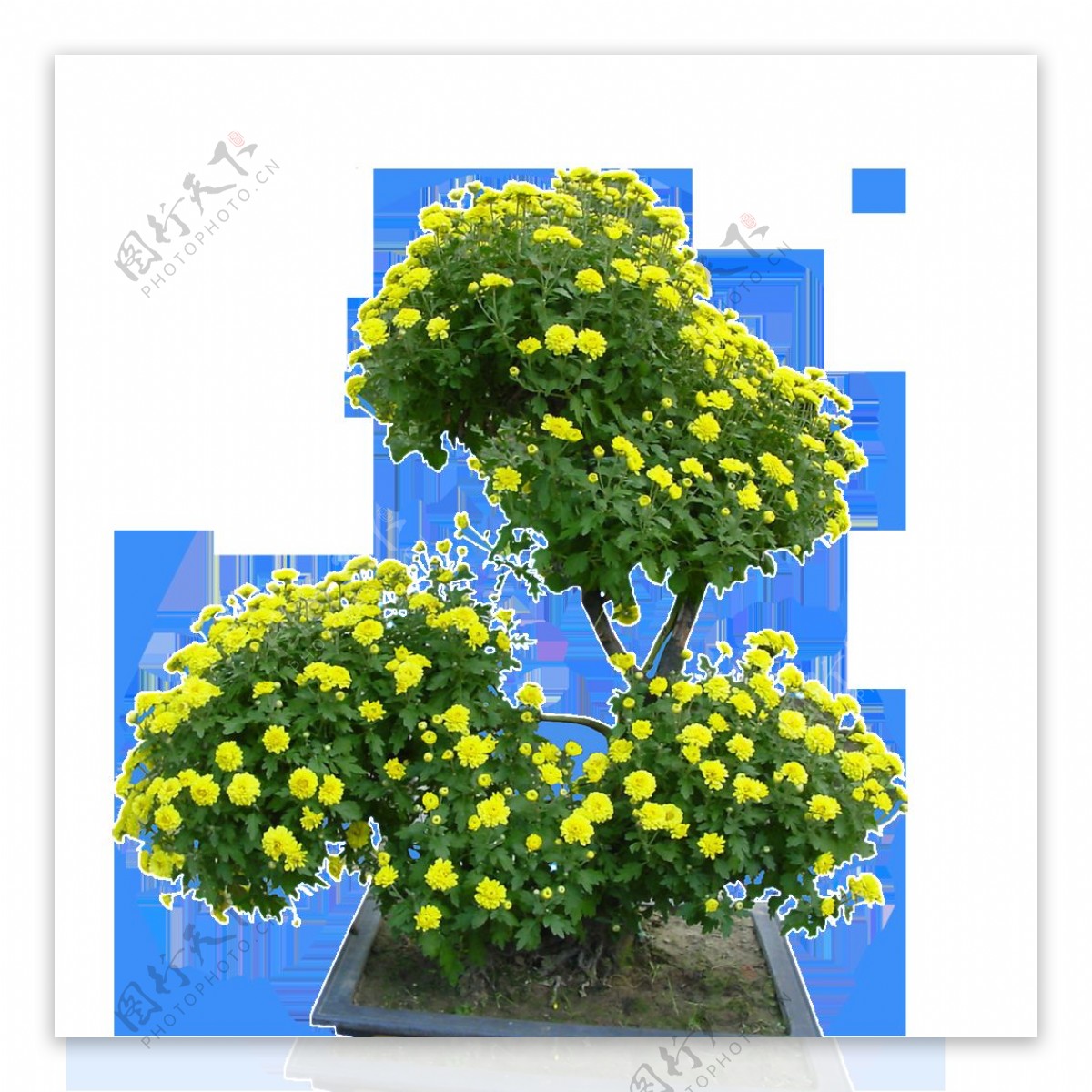 花朵盆栽盆景黄色素材