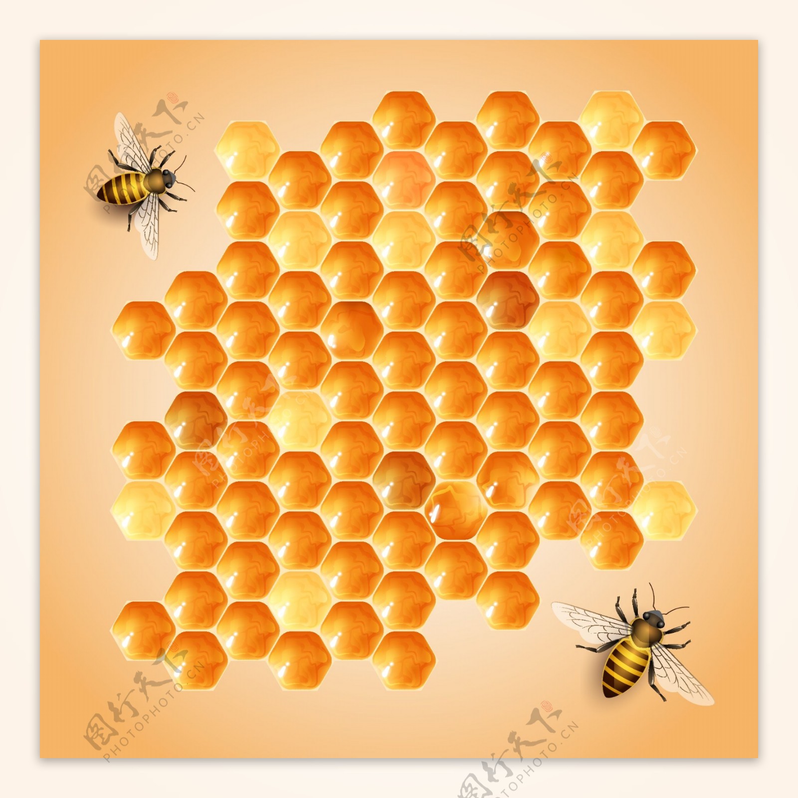 蜂蜜和峰巢