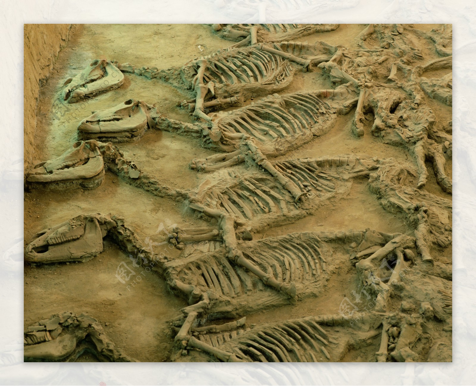古代恐龙化石图片