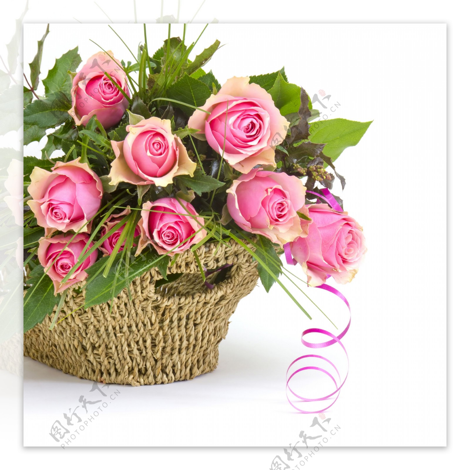 粉红玫瑰花与丝带图片