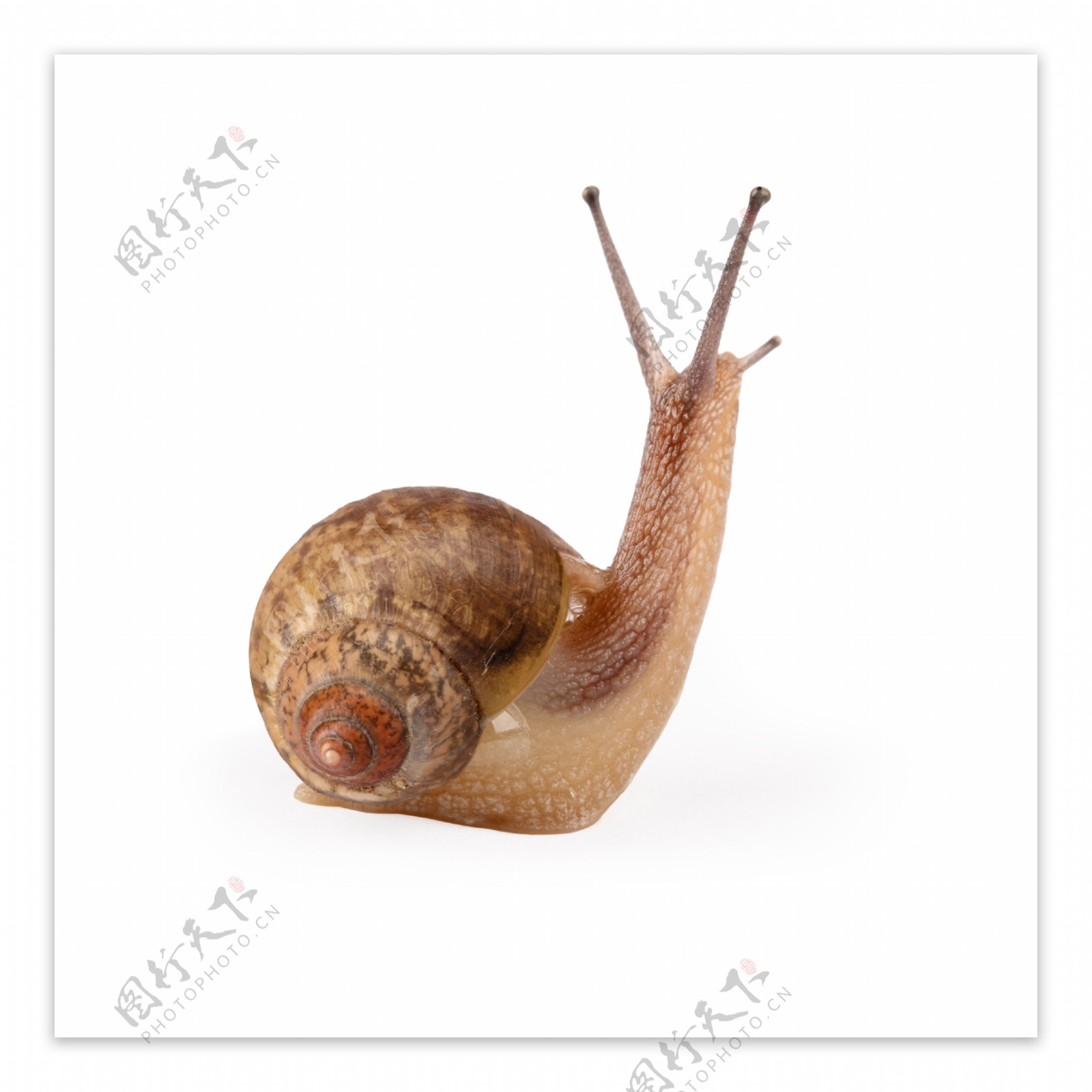 蜗牛摄影图片