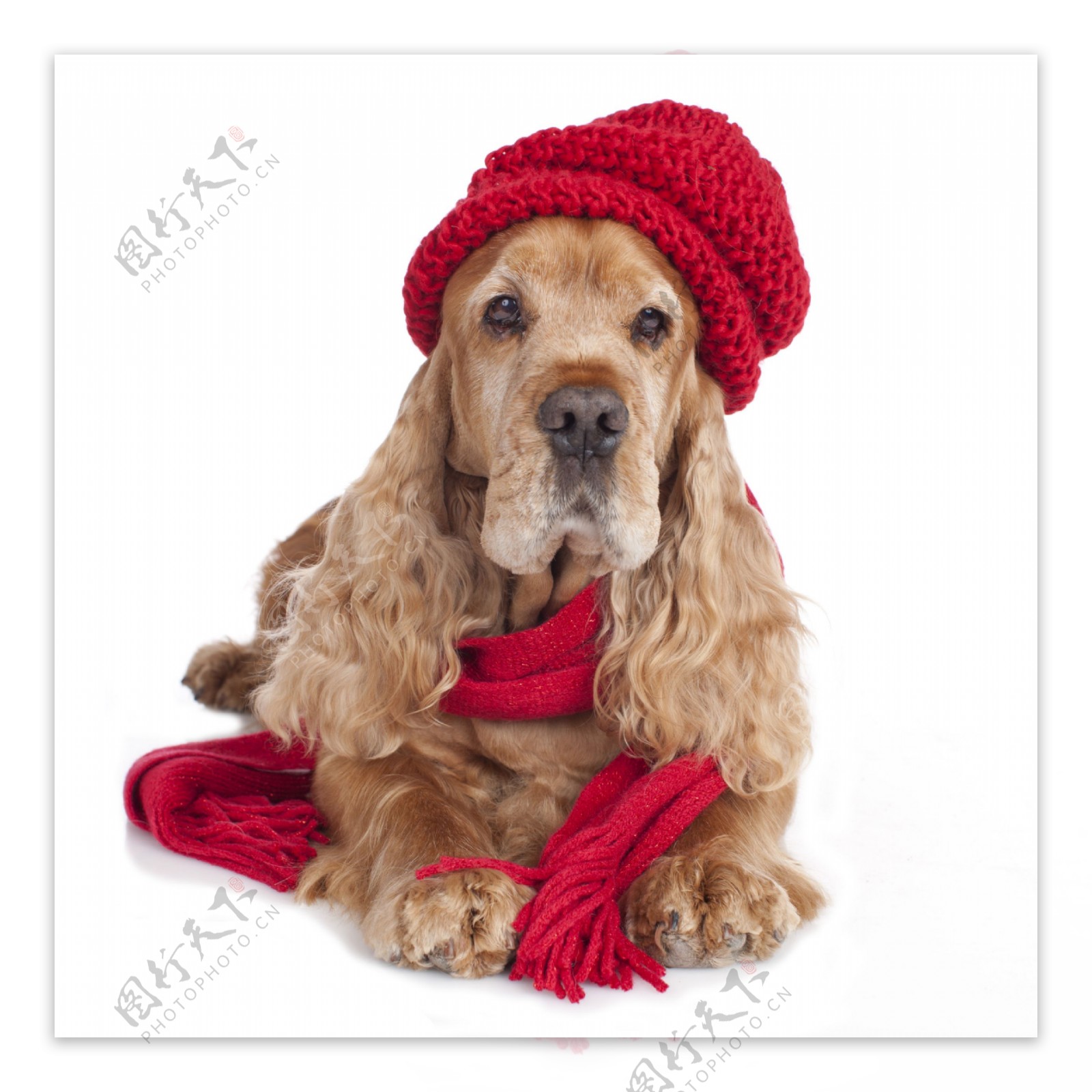 带红色毛线帽的宠物狗图片