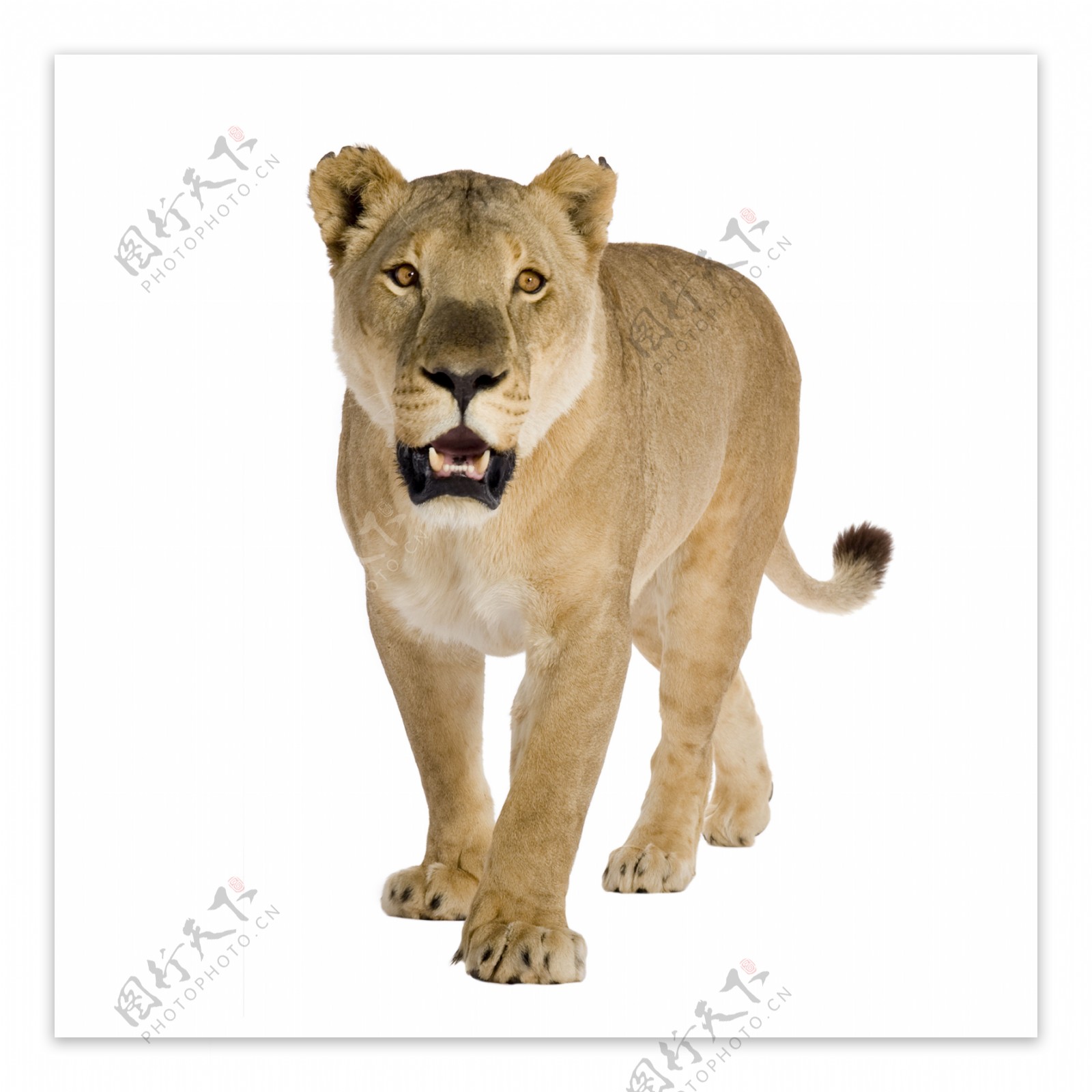 野生非洲狮图片