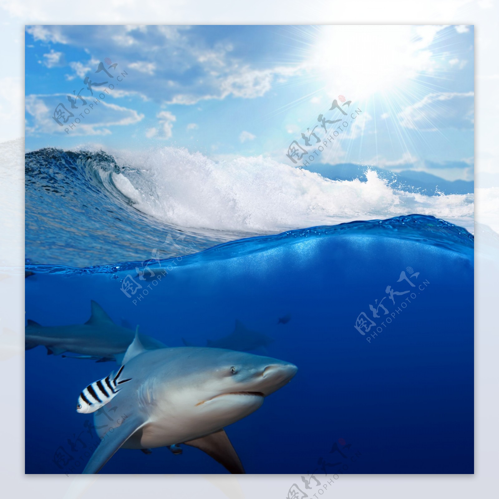 蓝天下海洋中的鲨鱼图片