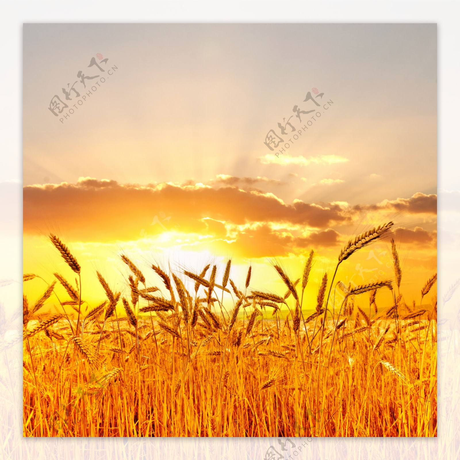 金黄黄的麦田风景图片