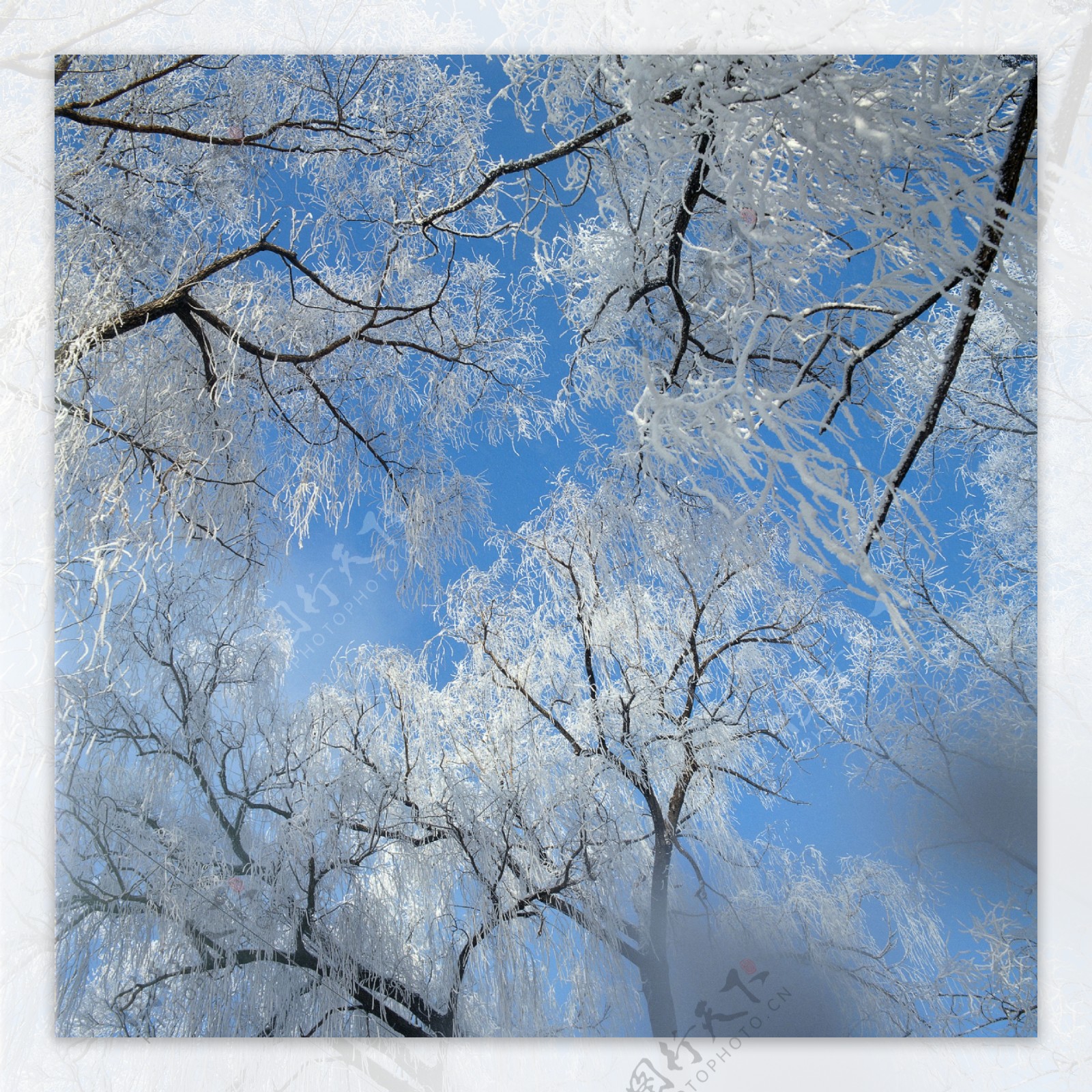 树木上的冰花摄影图片