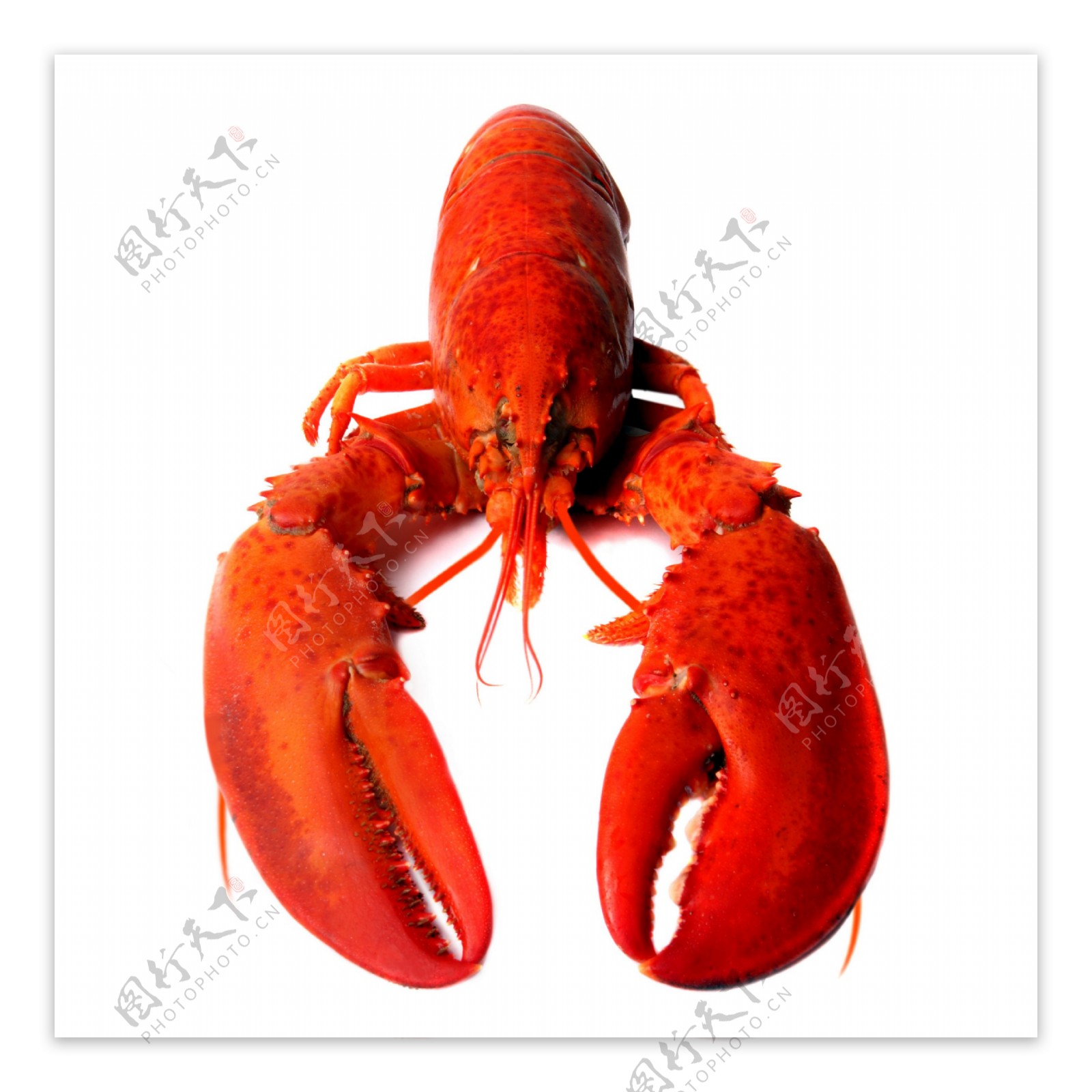 红色小龙虾图片