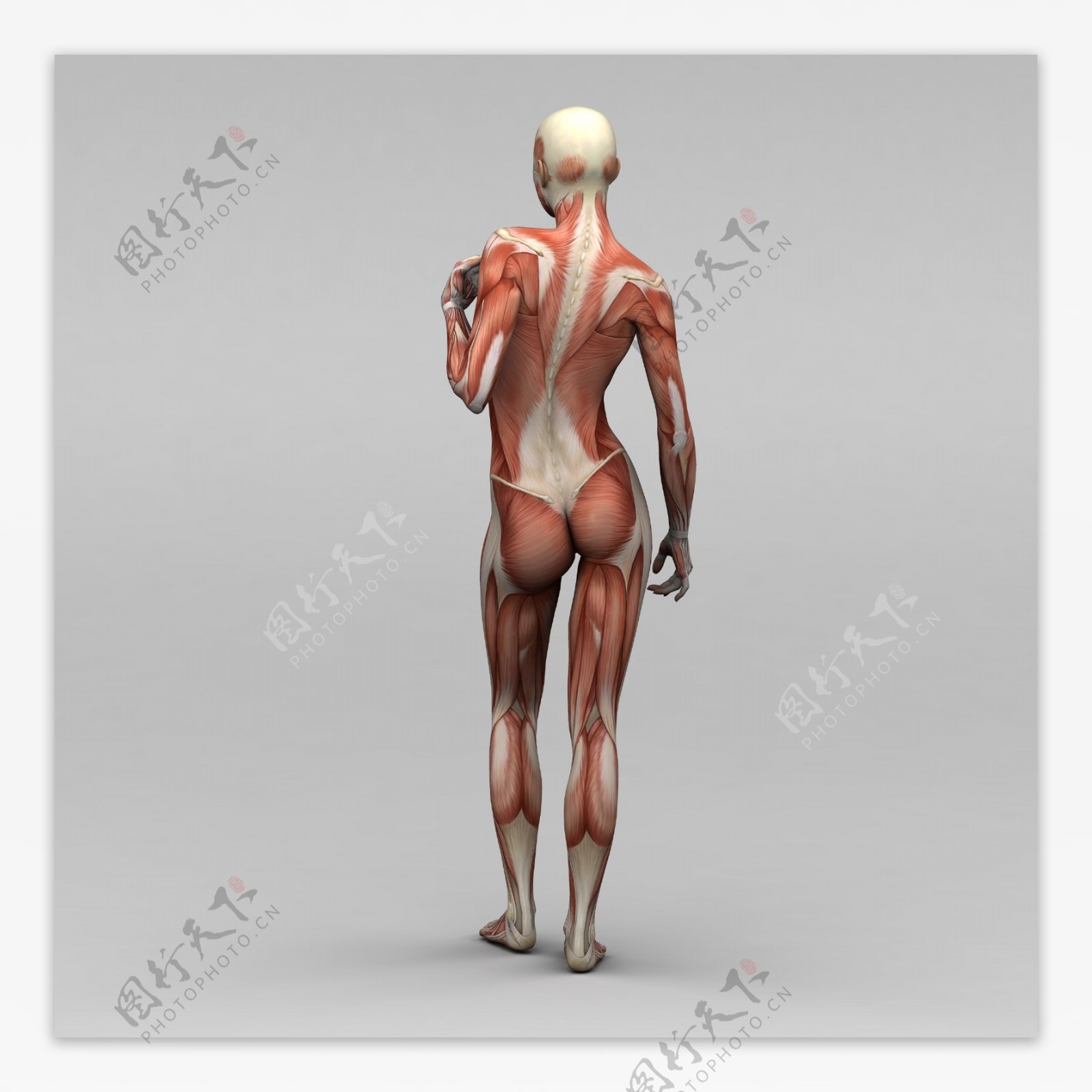 女性背部肌肉组织图片