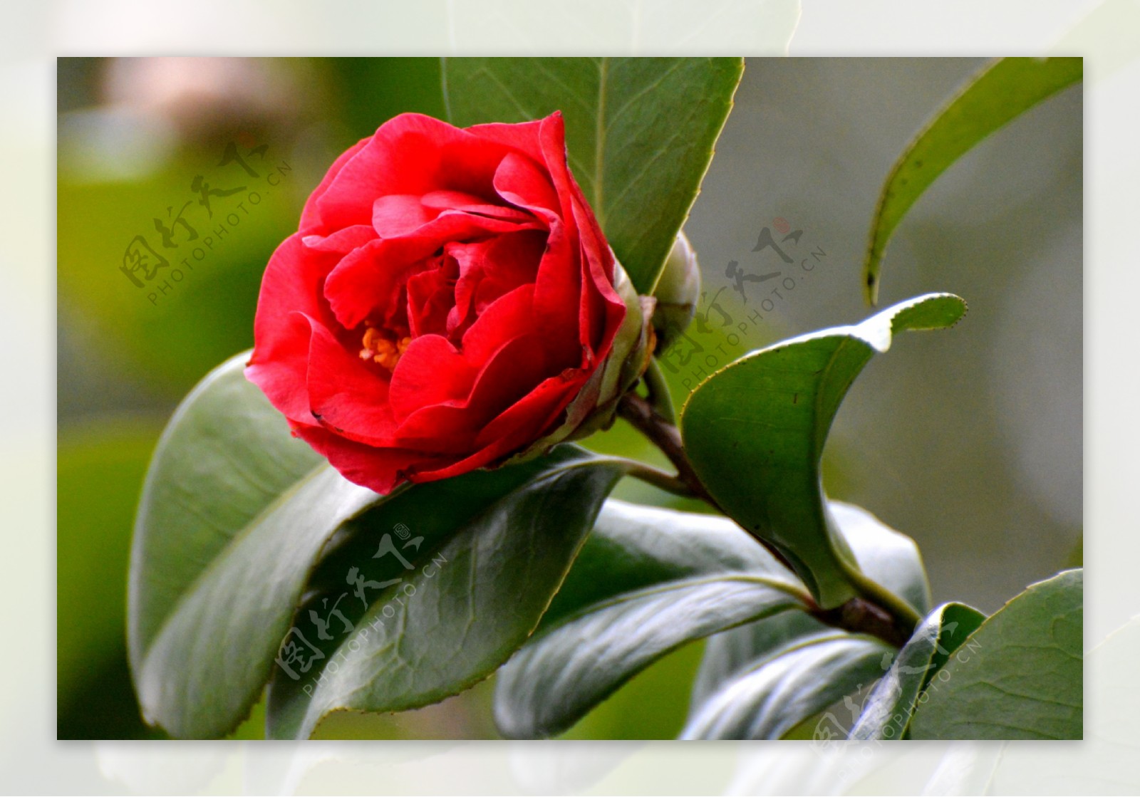 鲜艳的红山茶花图片