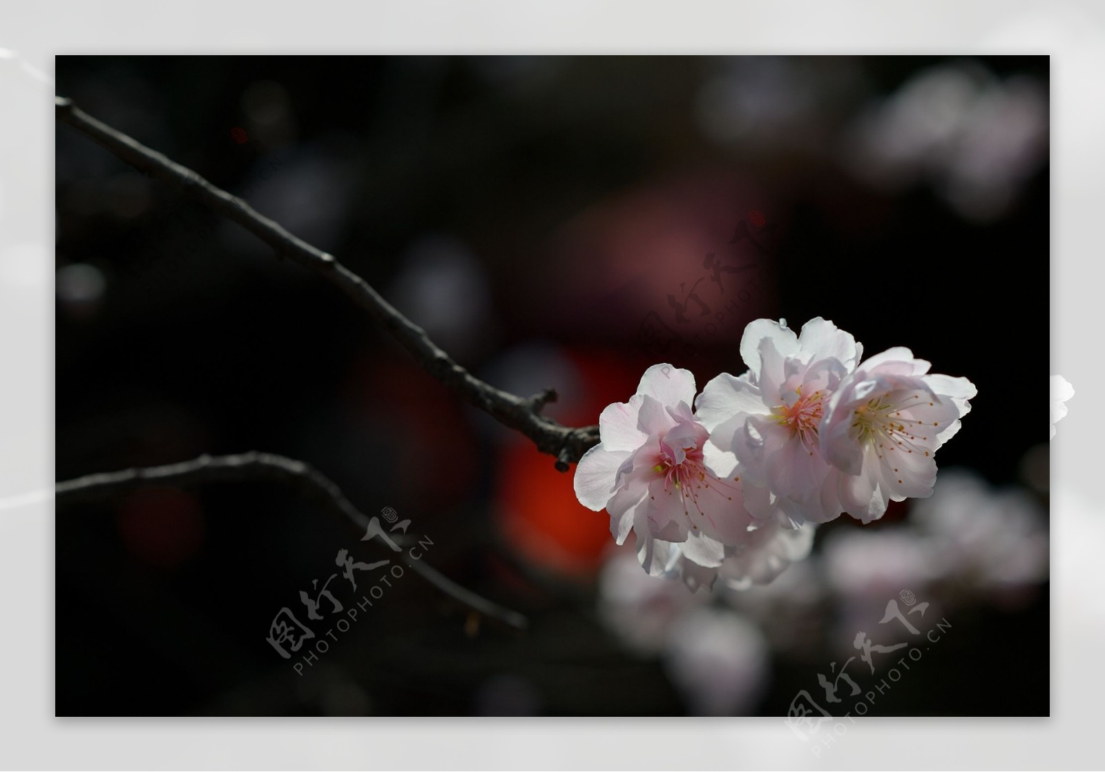 阳光下的桃花