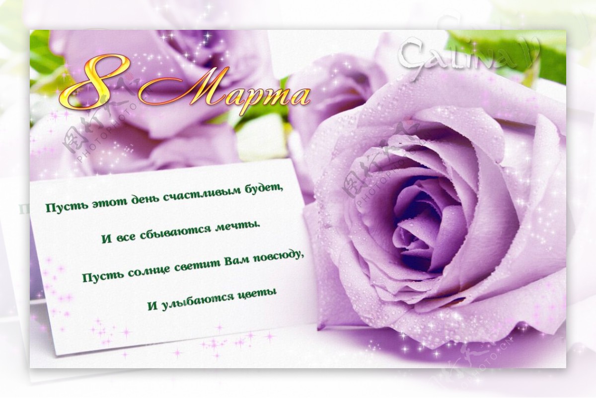 紫色玫瑰卡片