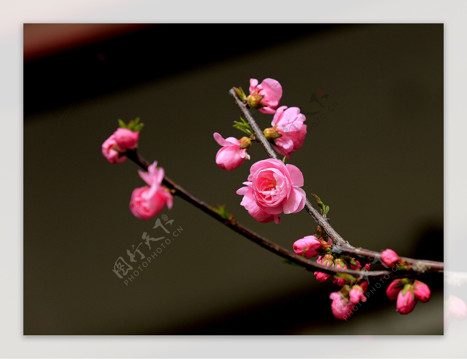 粉红色榆叶梅