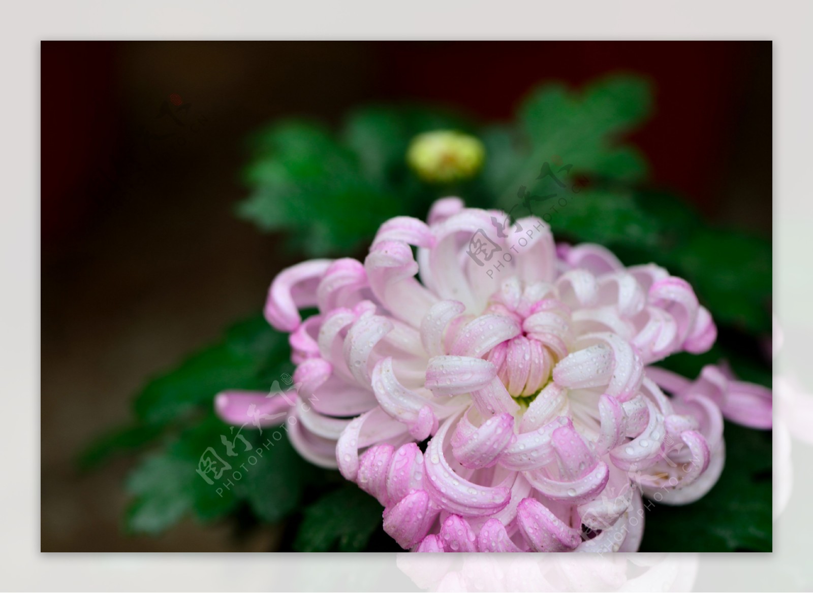 粉色和白色的菊花