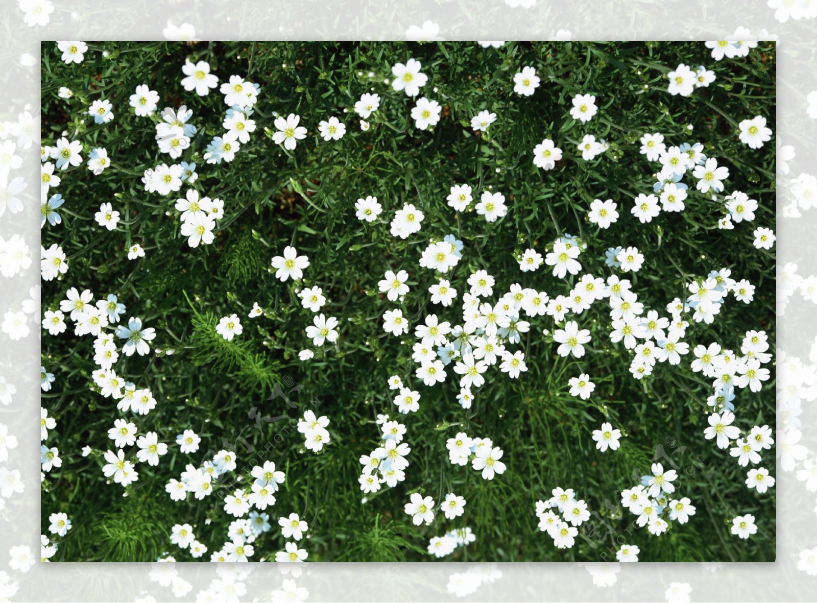 白色花丛