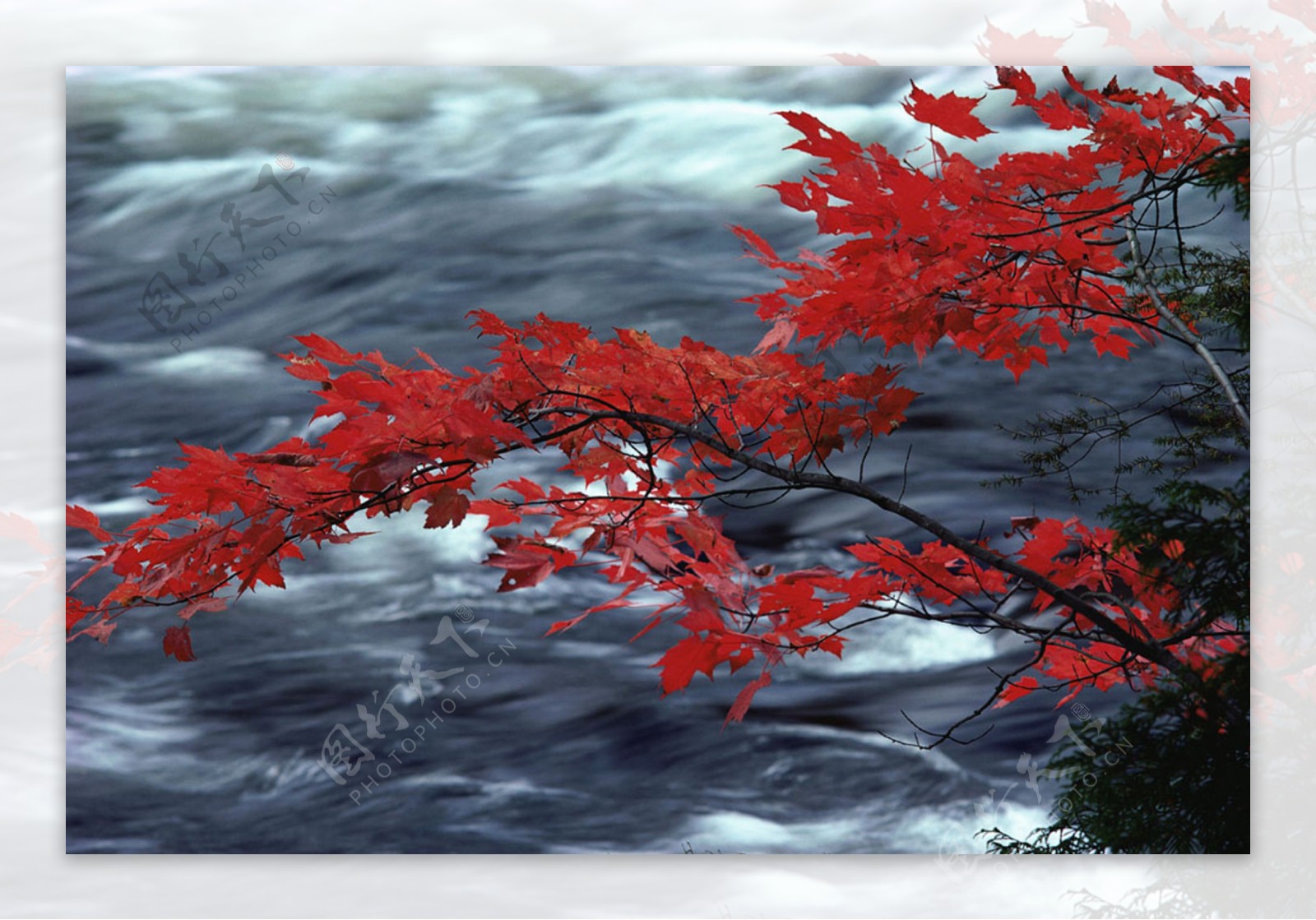 唯美红叶溪流图片