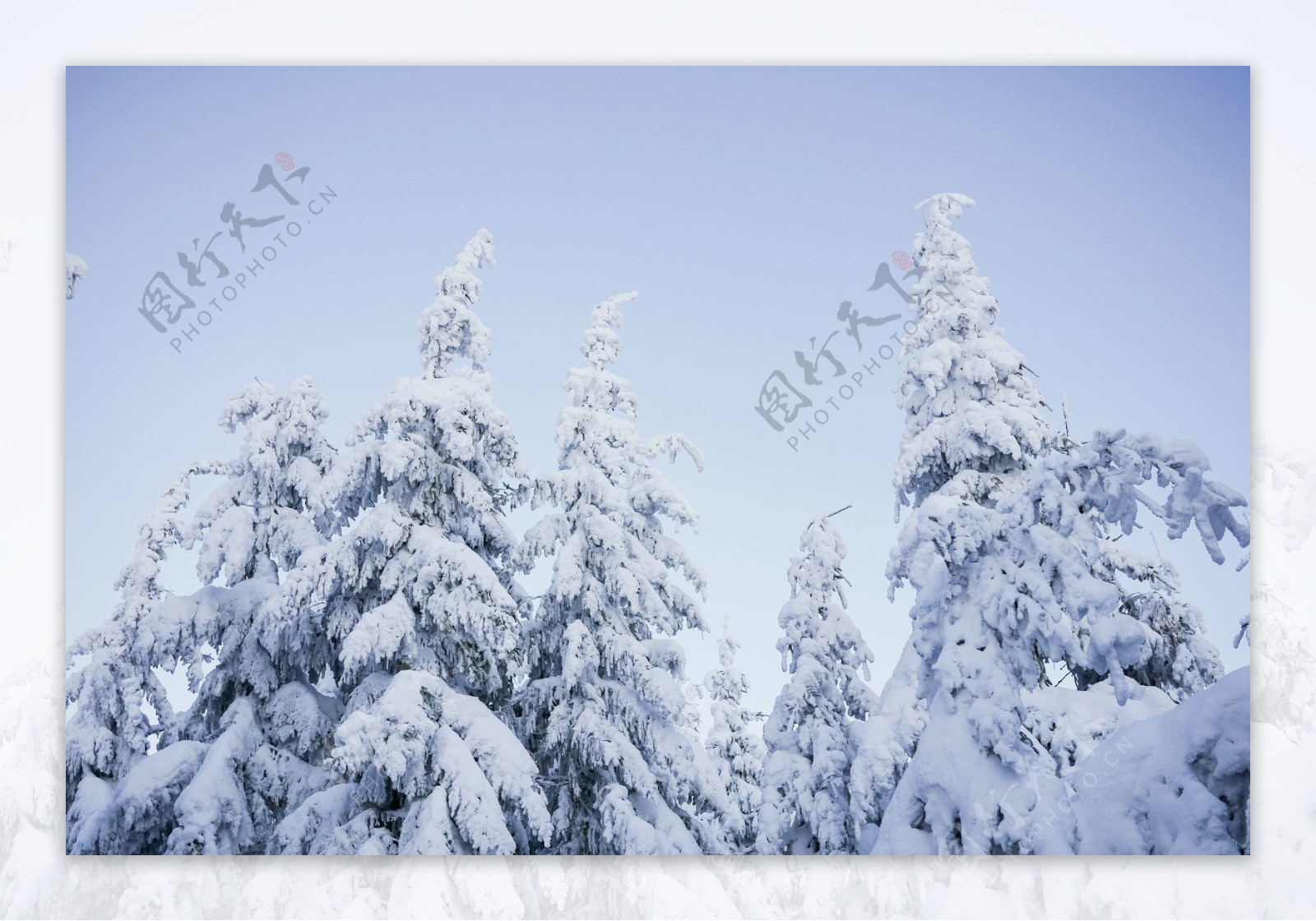 大自然的雪