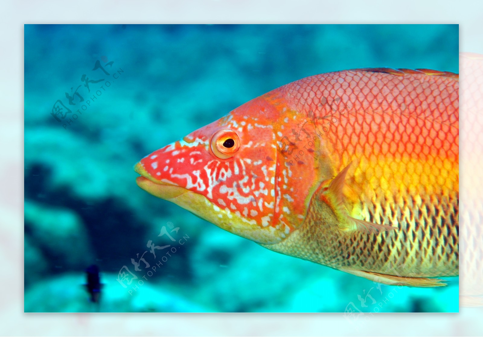 海底彩色的鱼图片