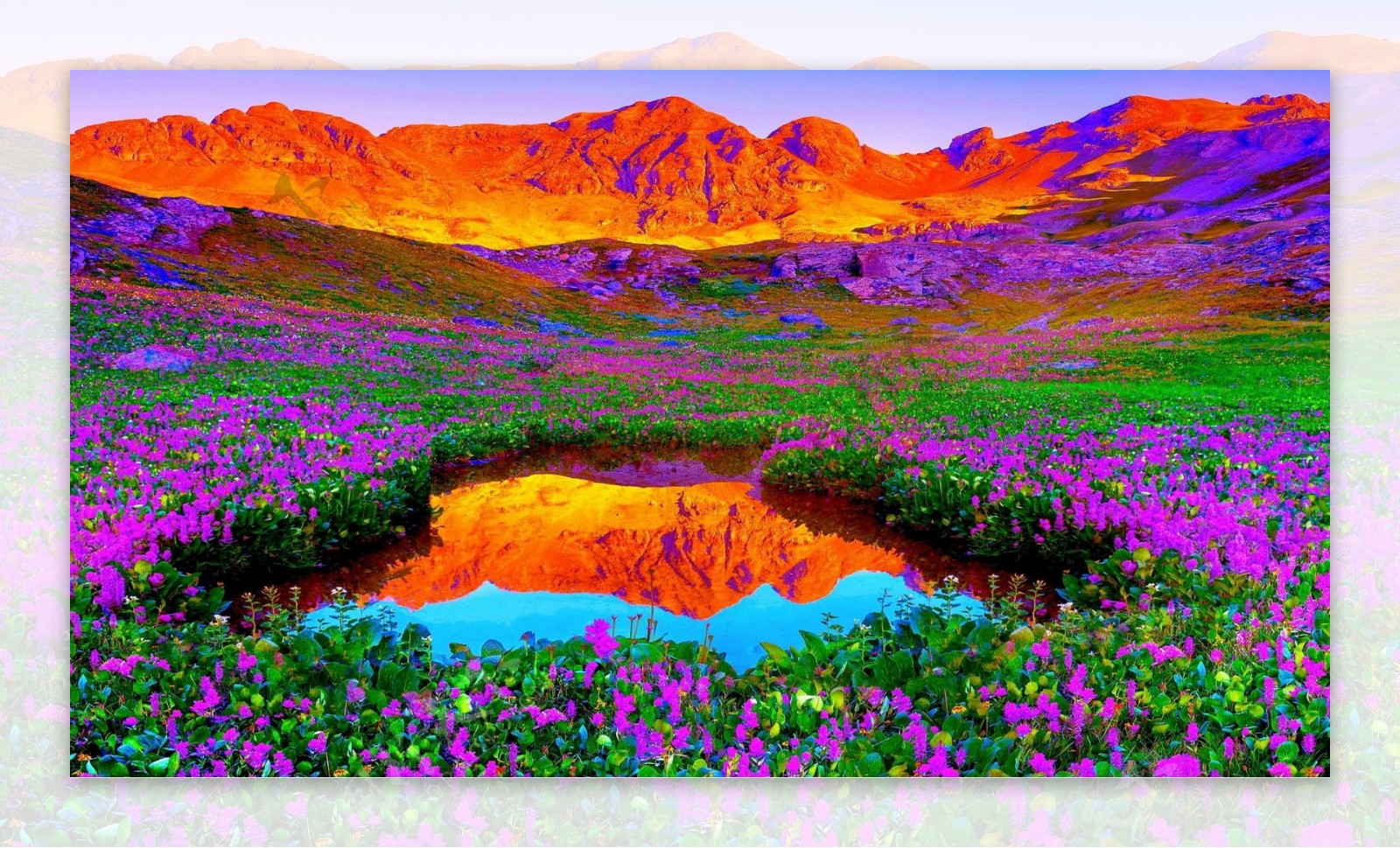 唯美紫色花海图片