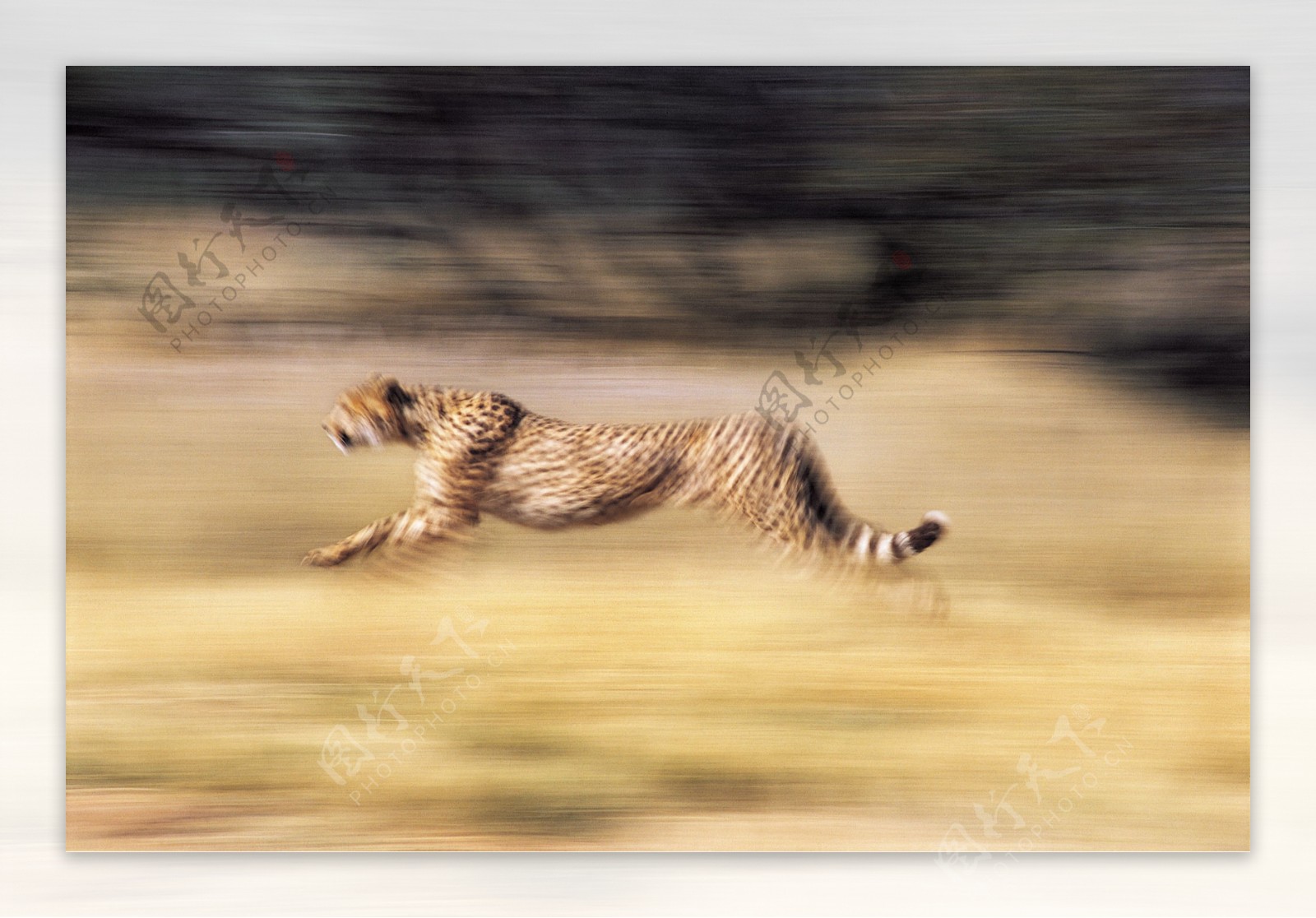 奔跑的猎豹