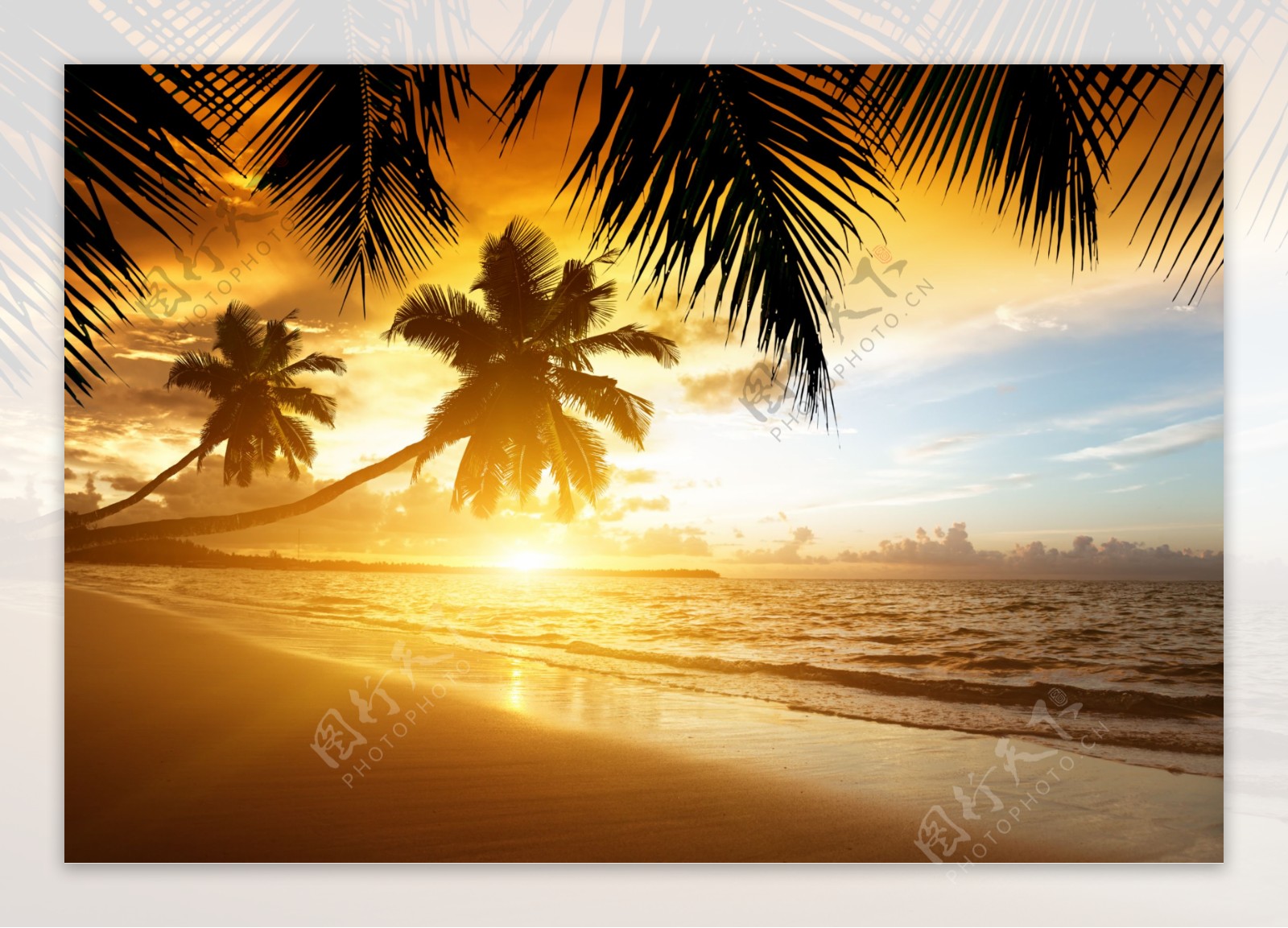 唯美的椰子树海洋风景图片