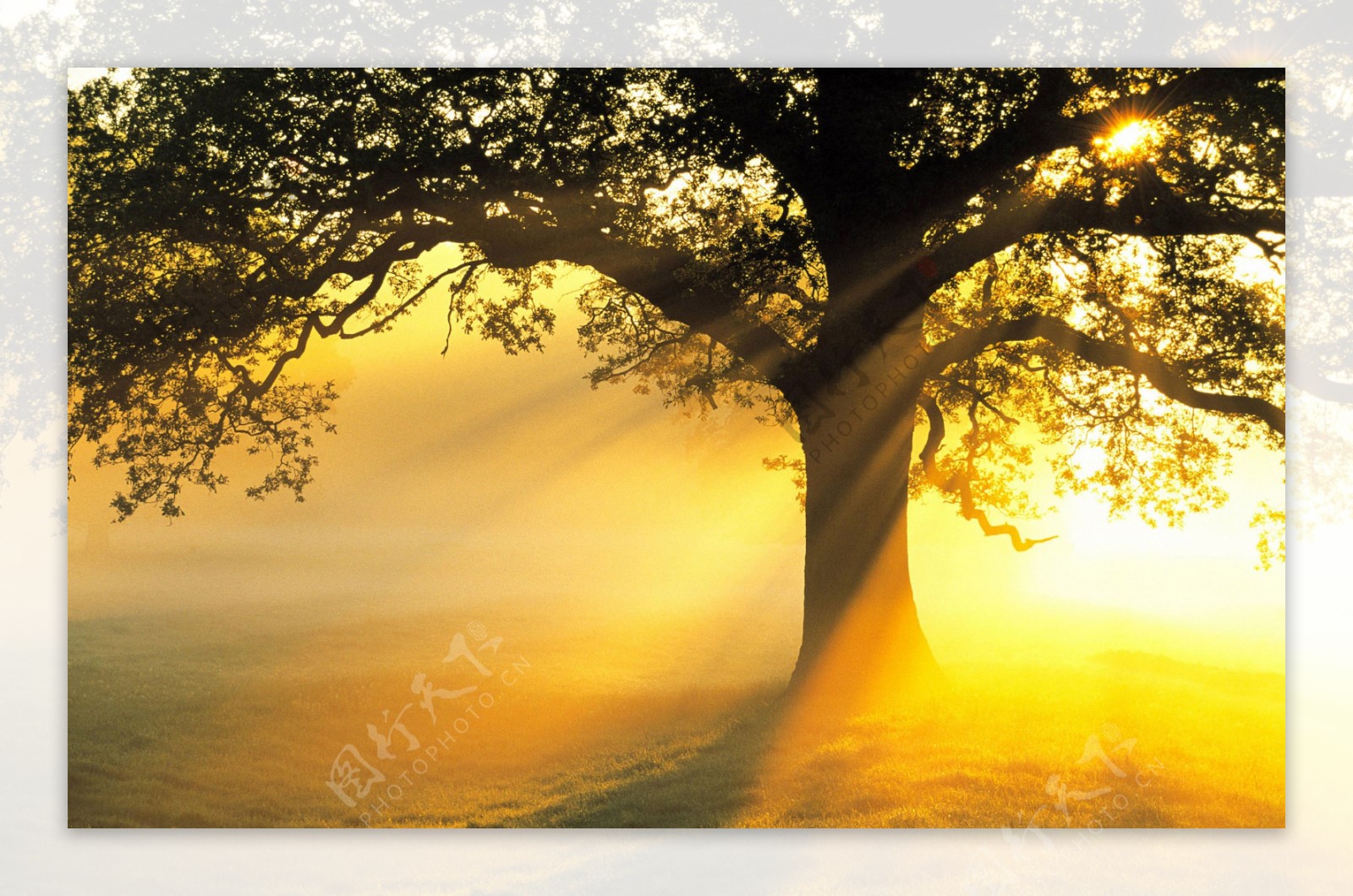 阳光下树木图片