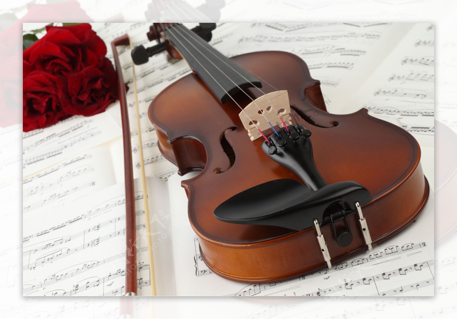 小提琴与红玫瑰图片素材