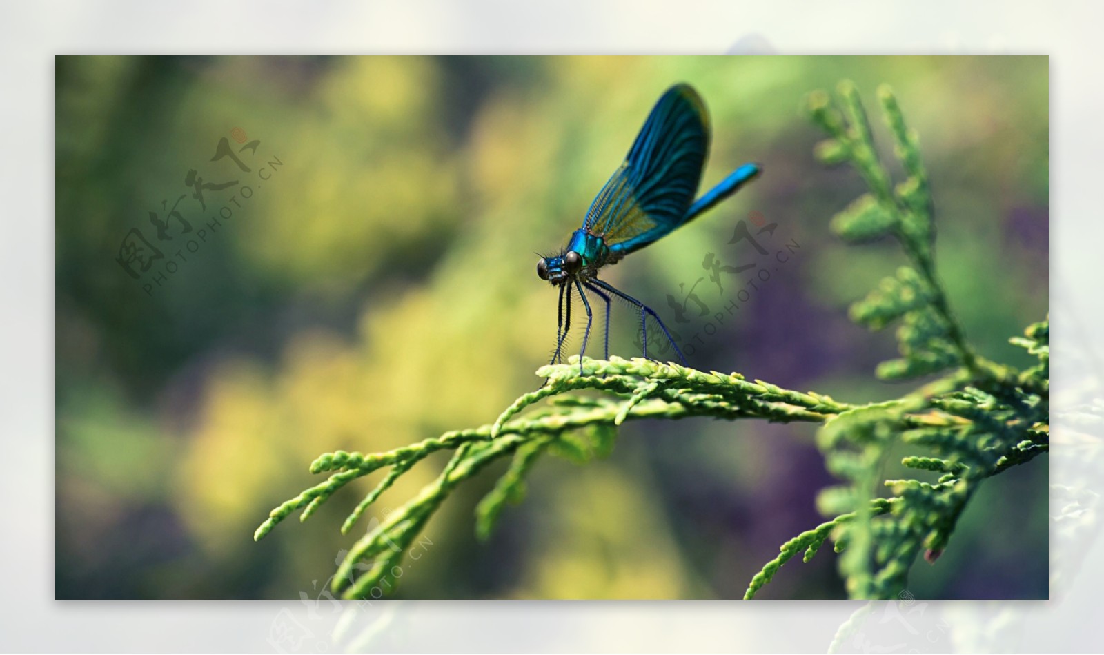 落在植物上的小蓝蜻蜓