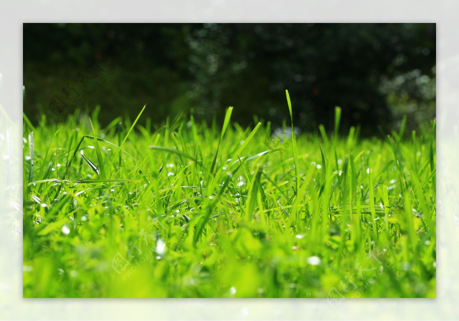清新绿色草地风景图片