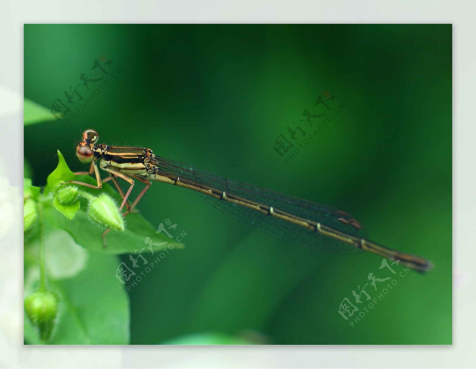 绿草上蜻蜓图片