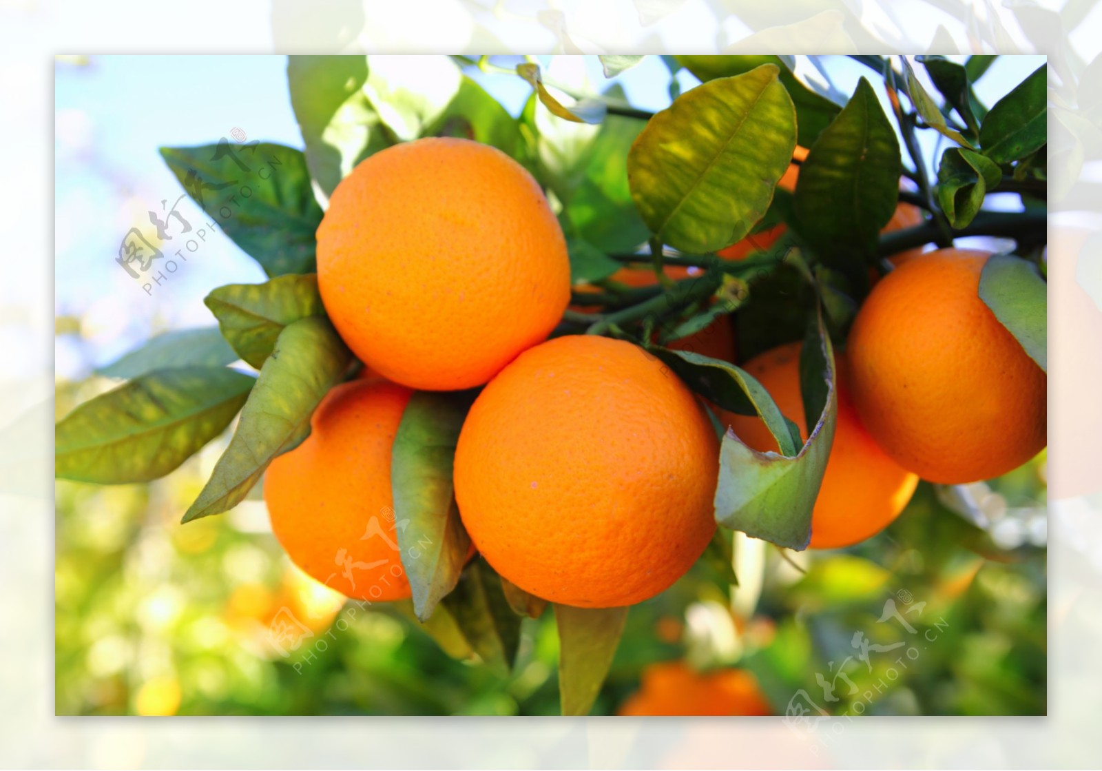 橘子树摄影