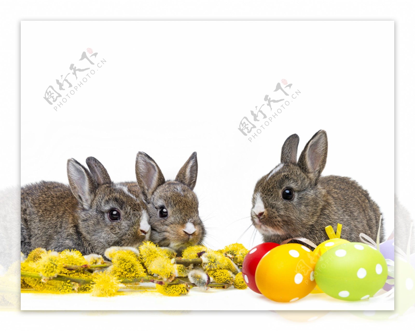 复活节小兔子主题图片