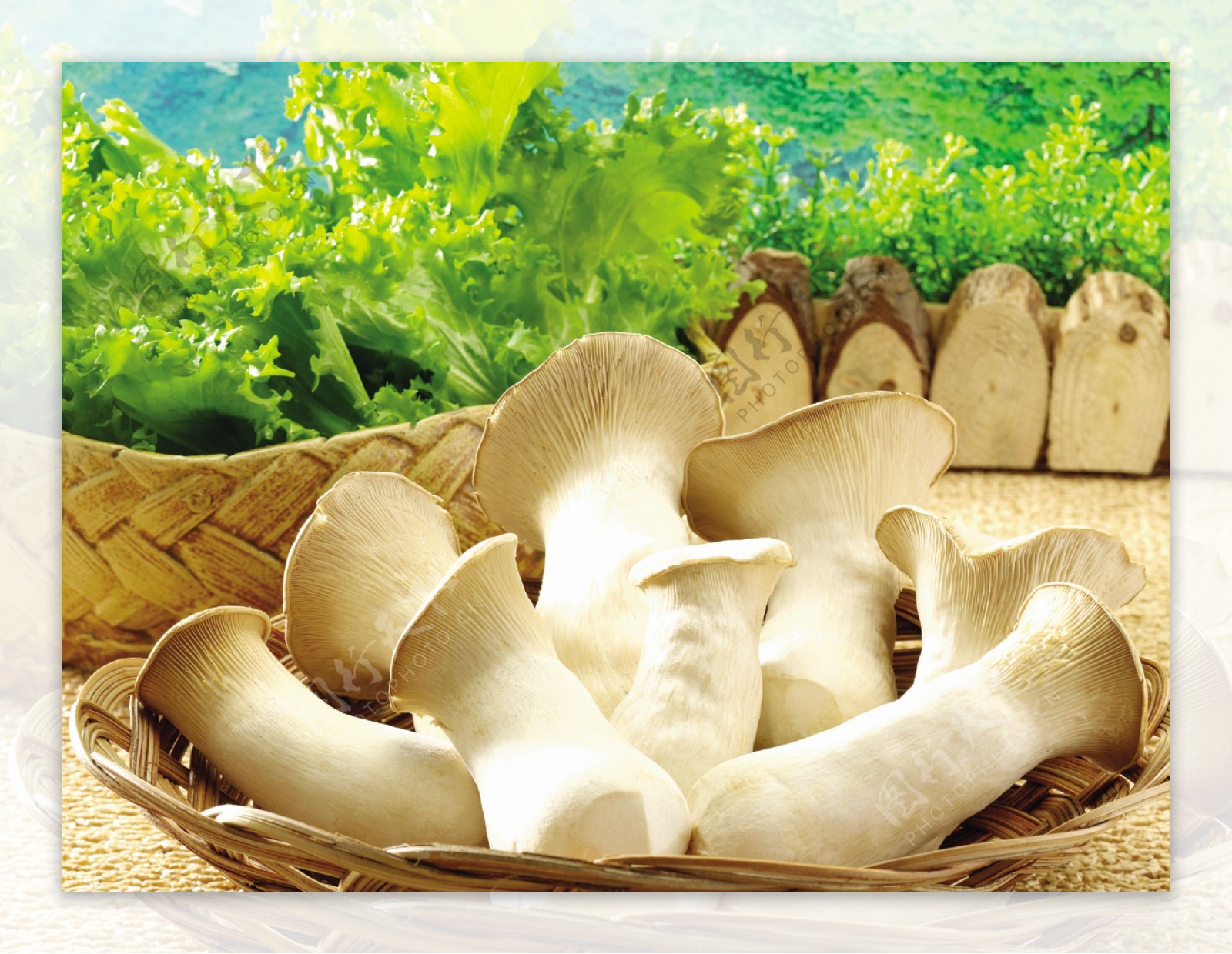 诱人蘑菇图片