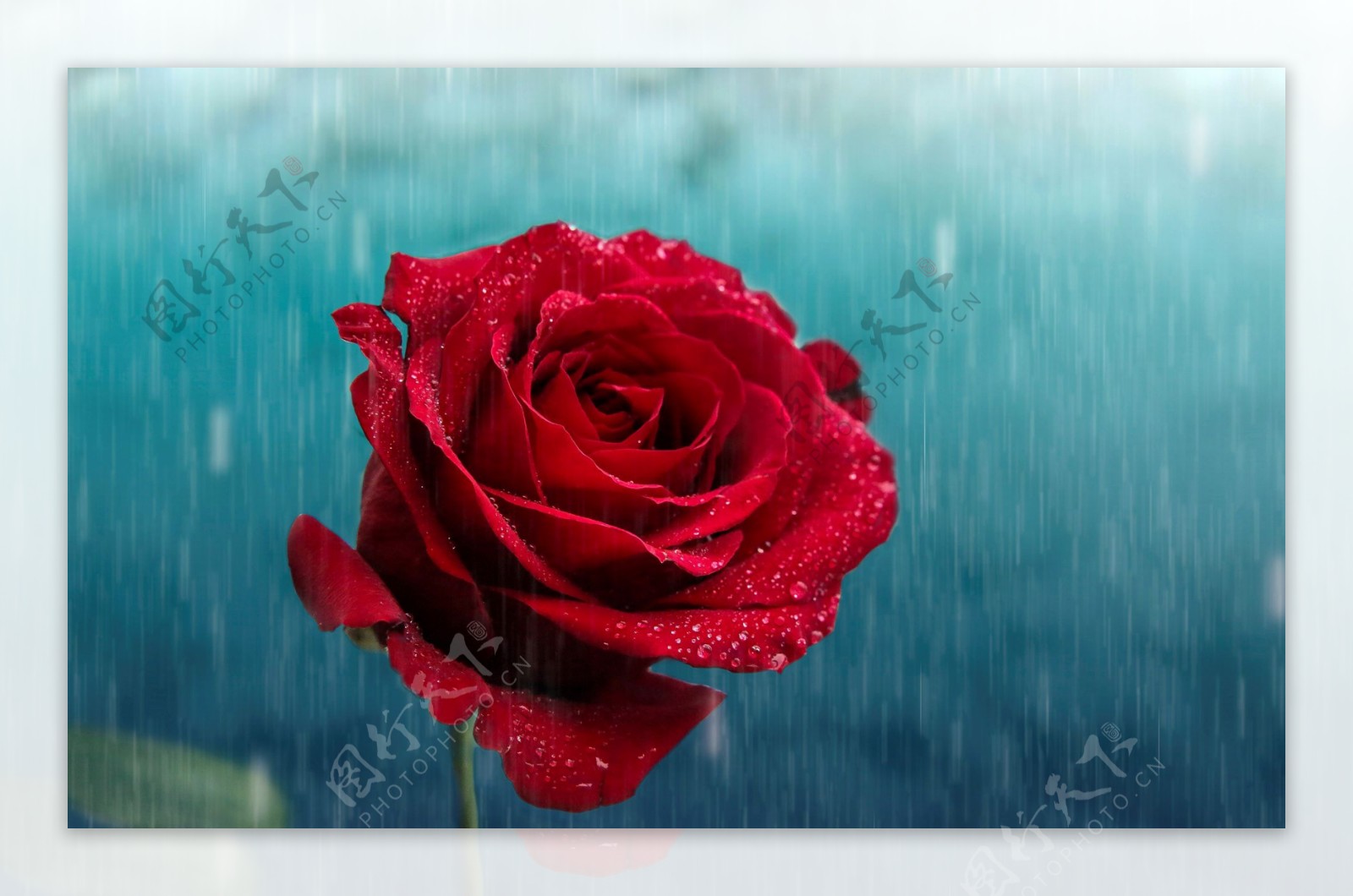 水滴红玫瑰花图片