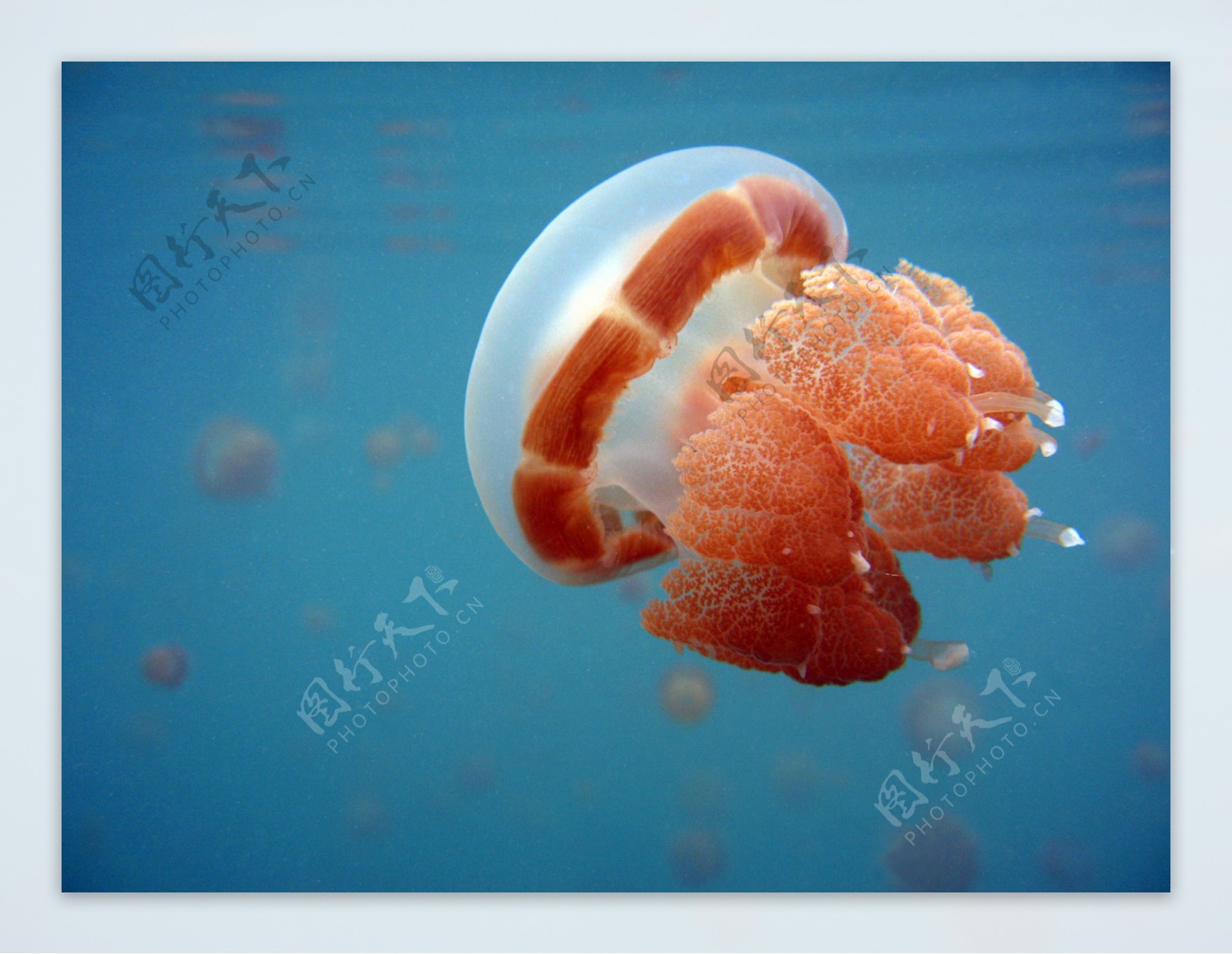 海里水母图片