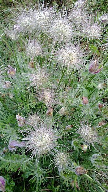 盛开的花朵