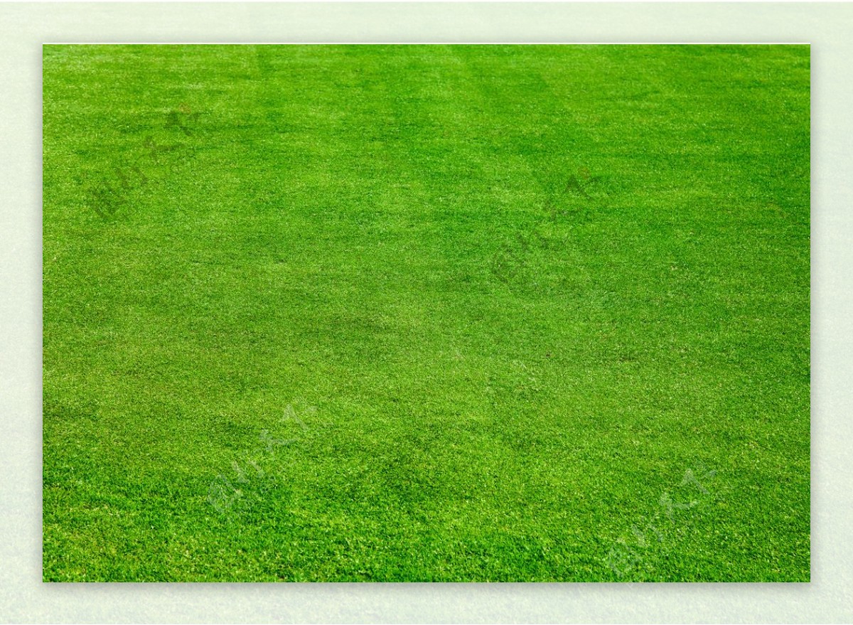 足球场绿色草地05高清图片
