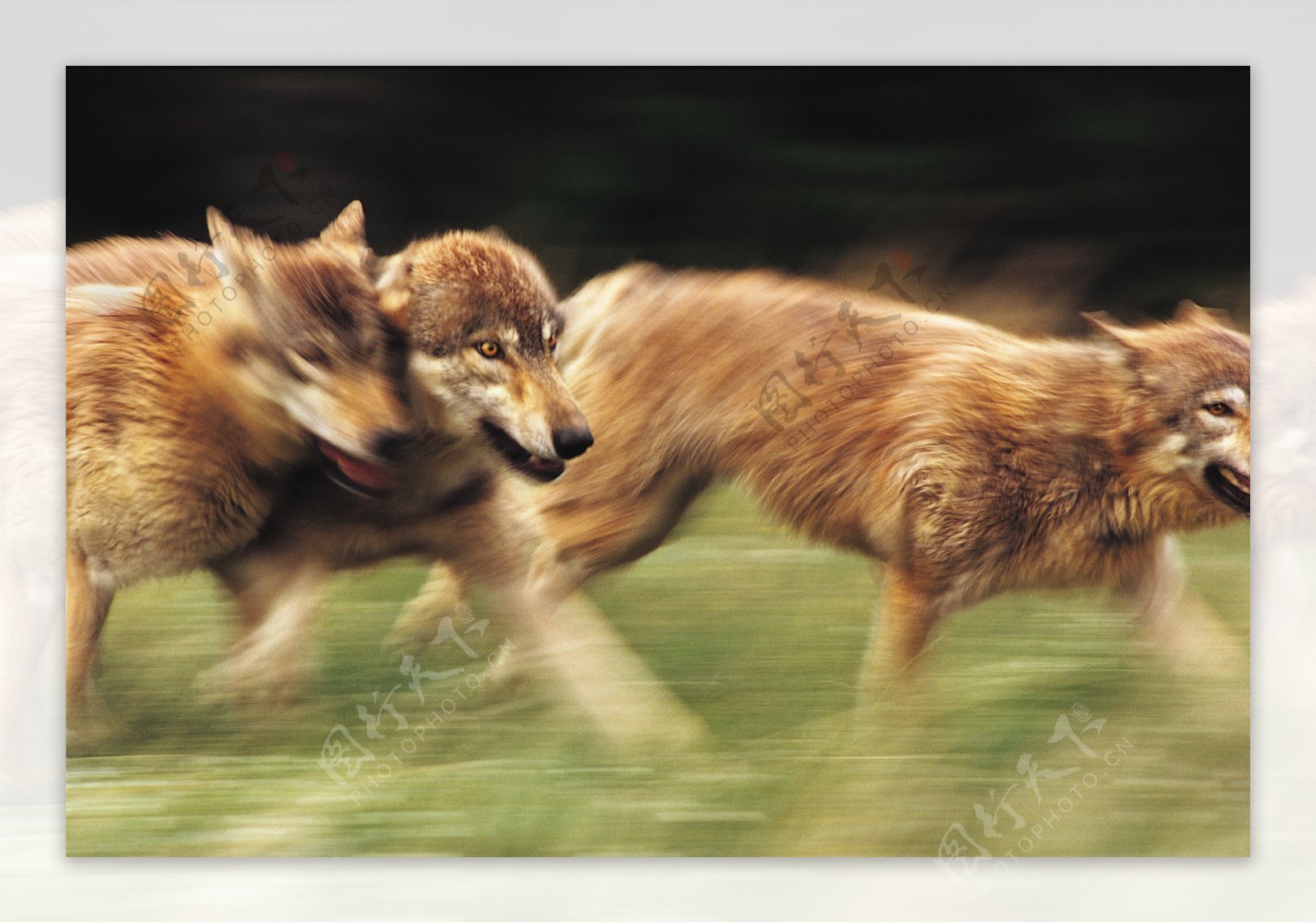奔跑的狼群图片