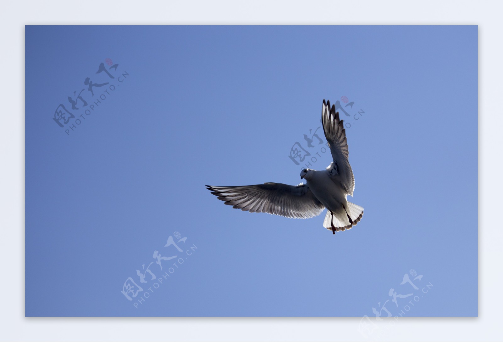 空中飞翔海鸥图片