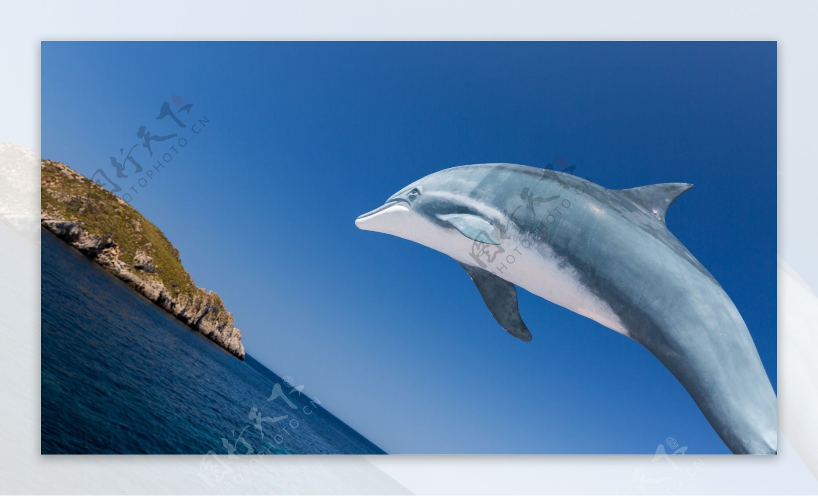 海上跳跃海豚图片