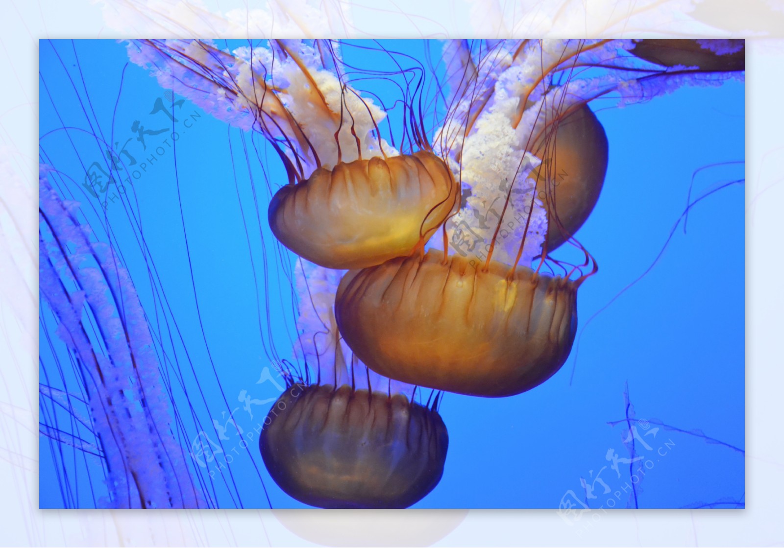 海底水母图片