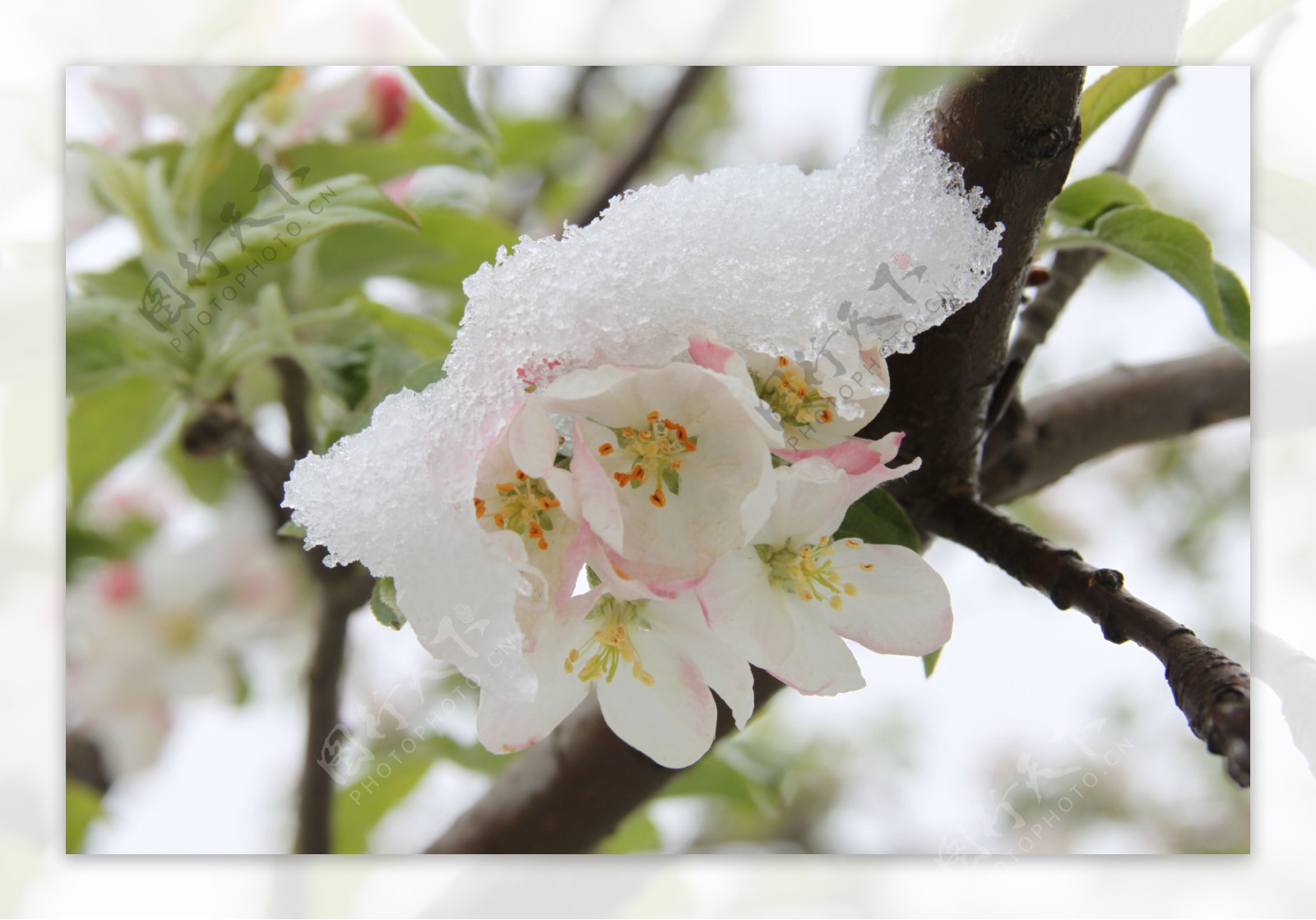 苹果花霜冻图片
