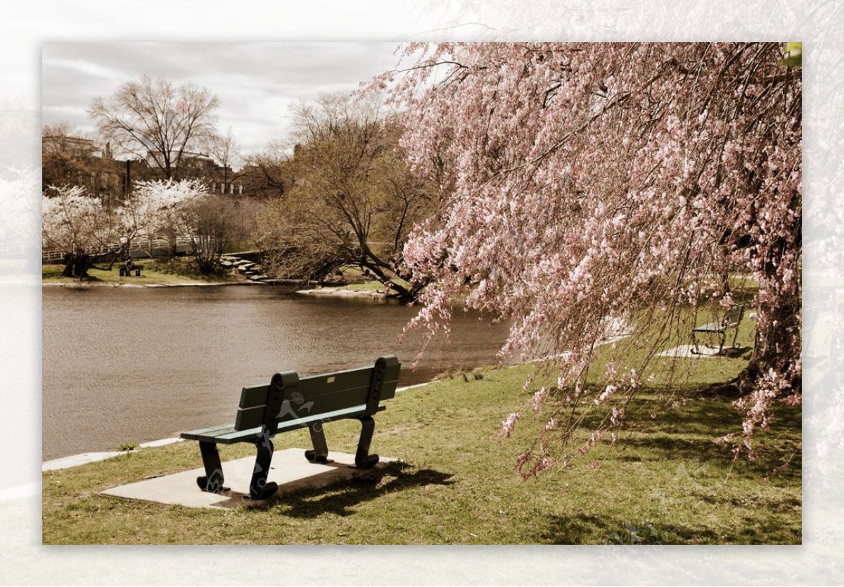 美丽波士顿公园风光图片