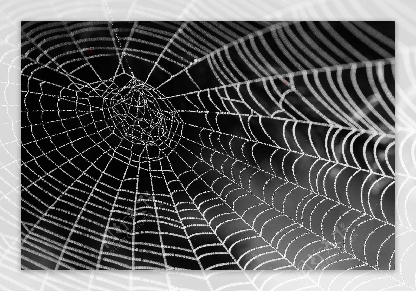 水珠子的蜘蛛网