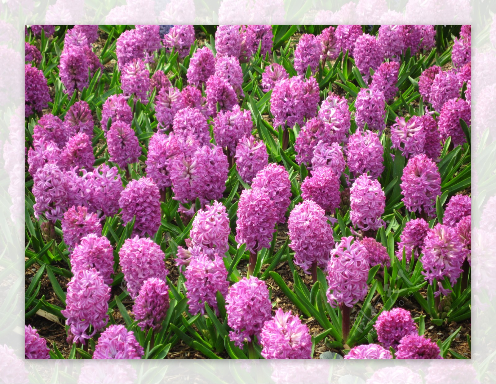 紫色风信子花卉摄影图片