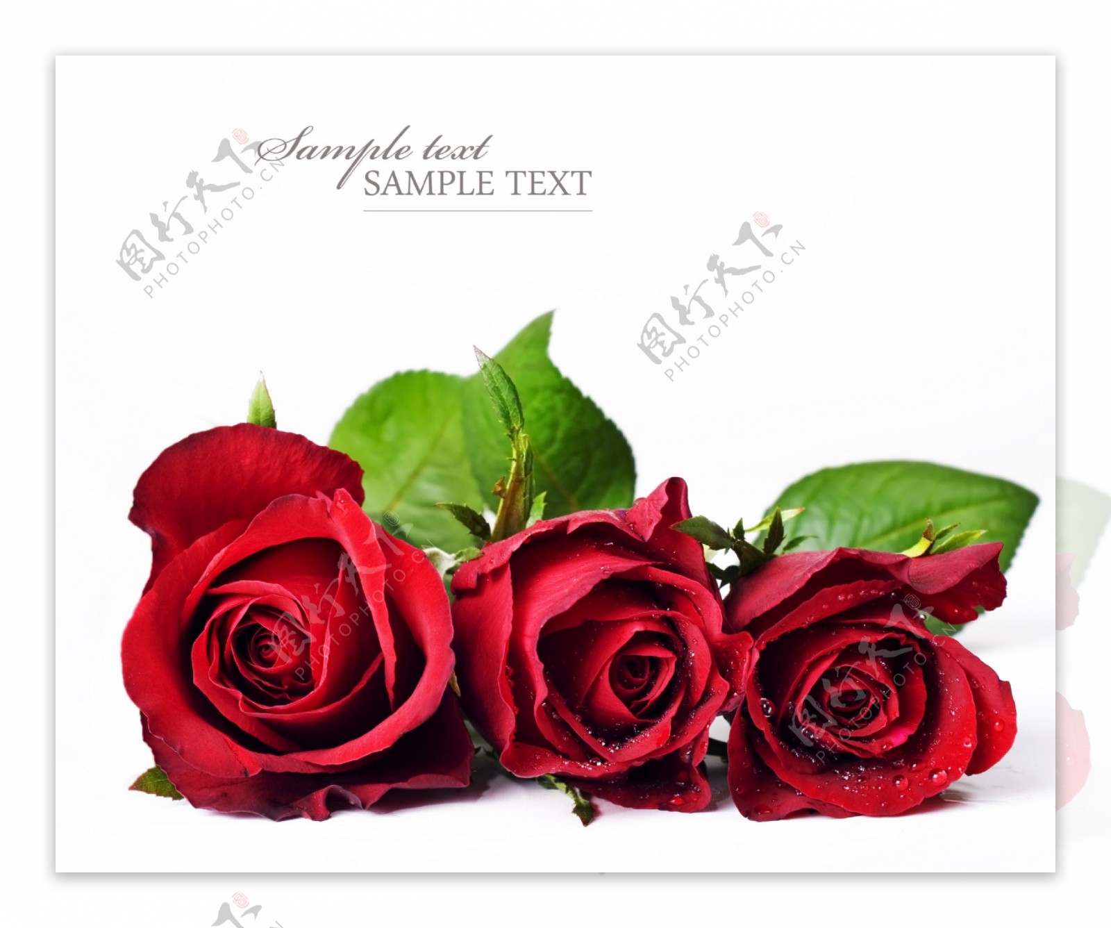 鲜艳红玫瑰花图片素材-编号26611469-图行天下