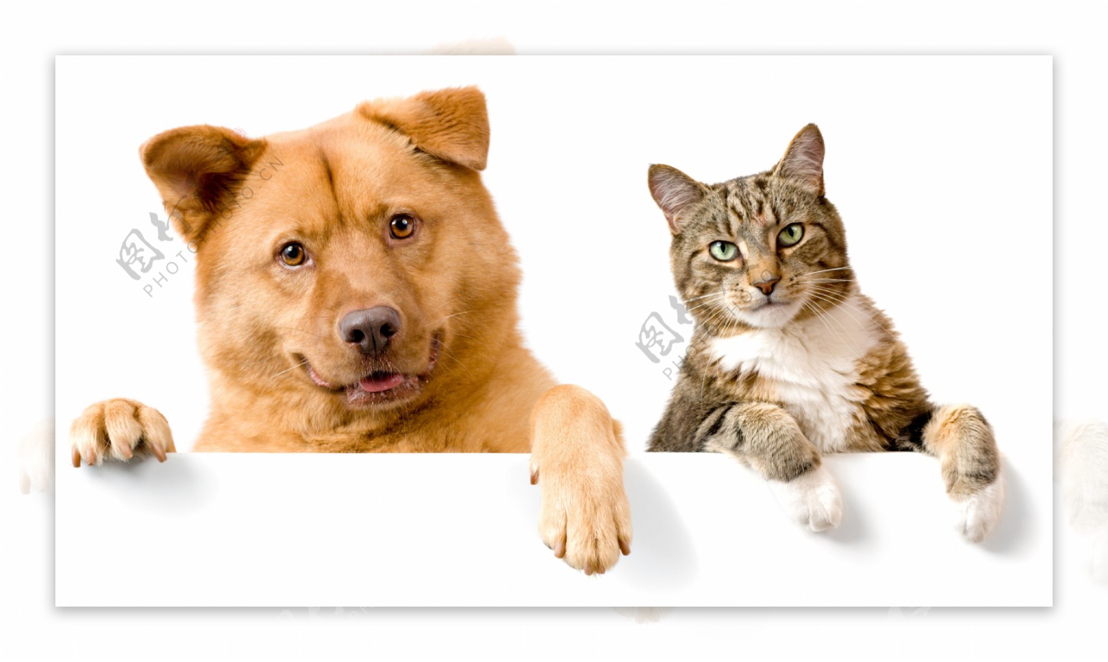 猫咪和狗狗高清图片