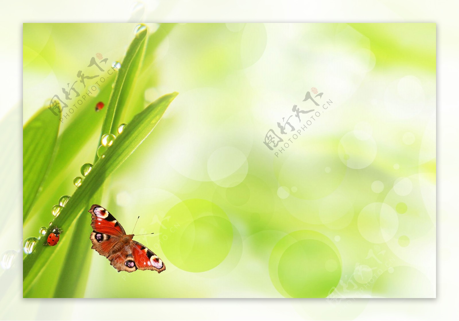 植物上的蝴蝶图片
