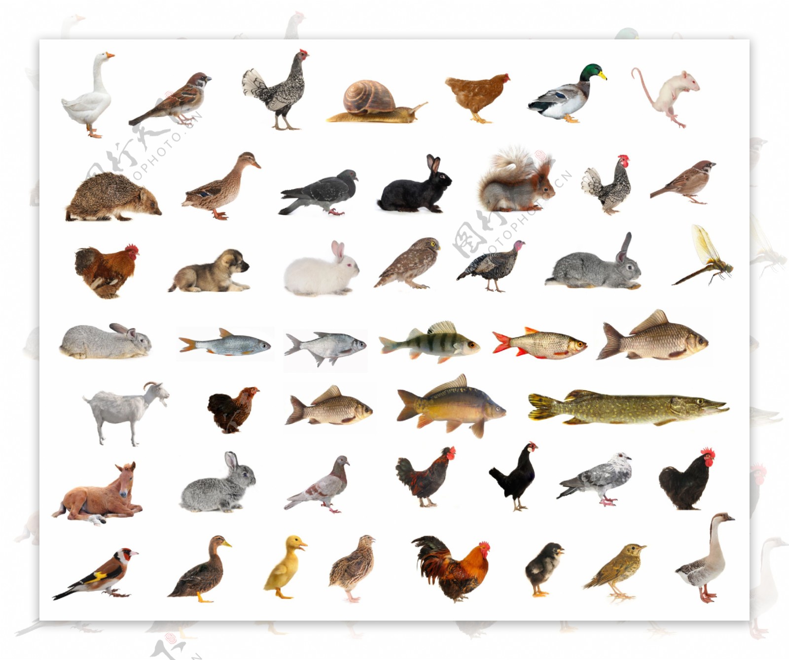 48种家禽鱼类与鸟类动物高清图片