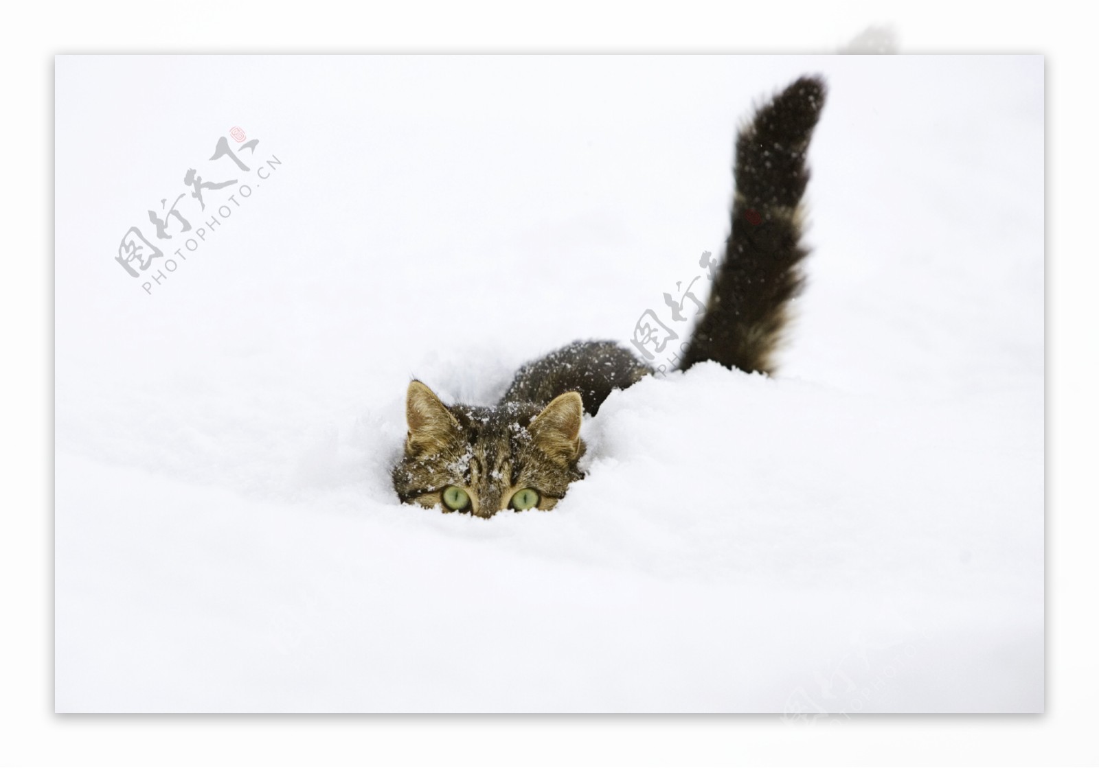 雪地里的猫咪