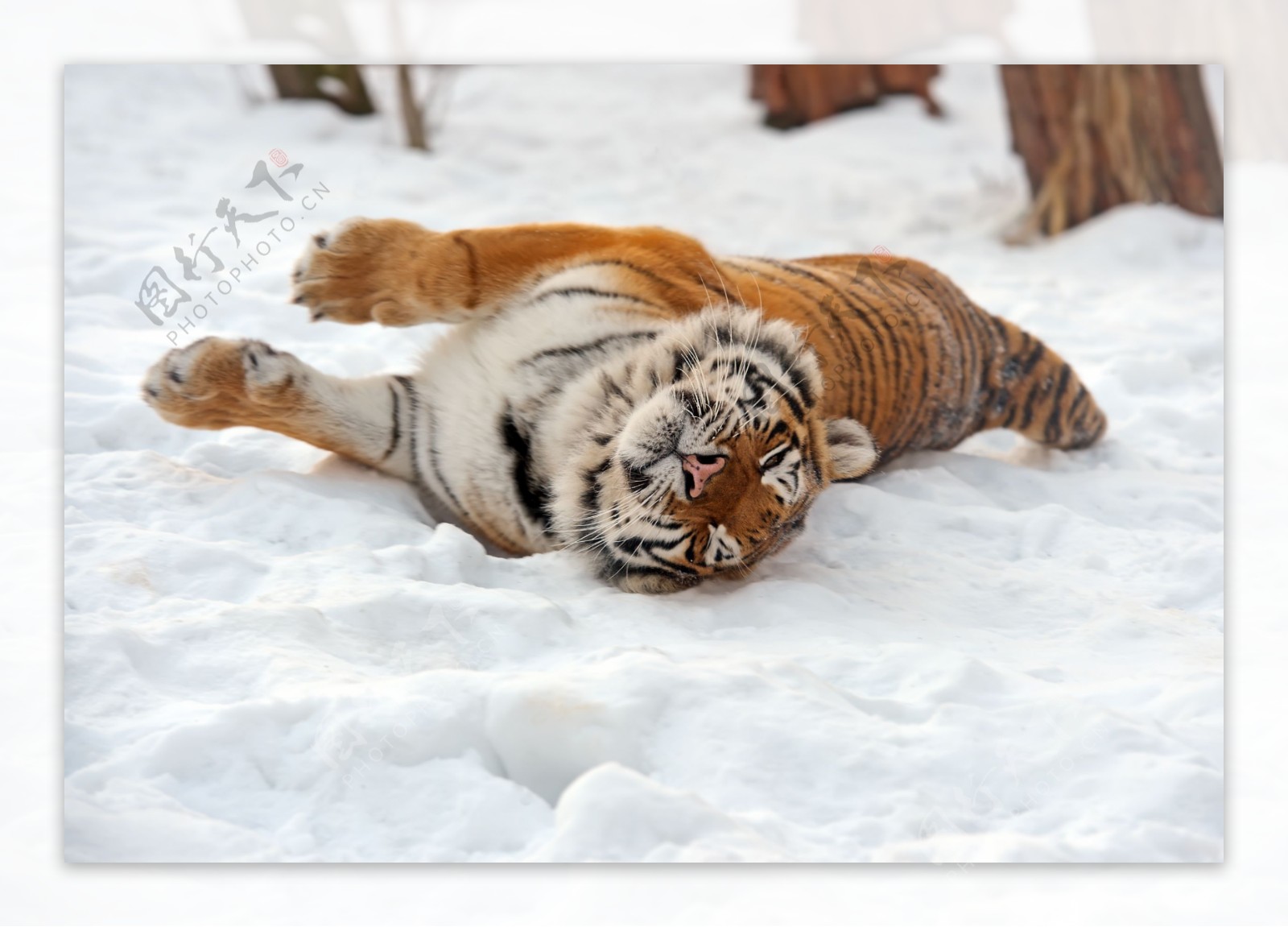 躺在雪地里的老虎